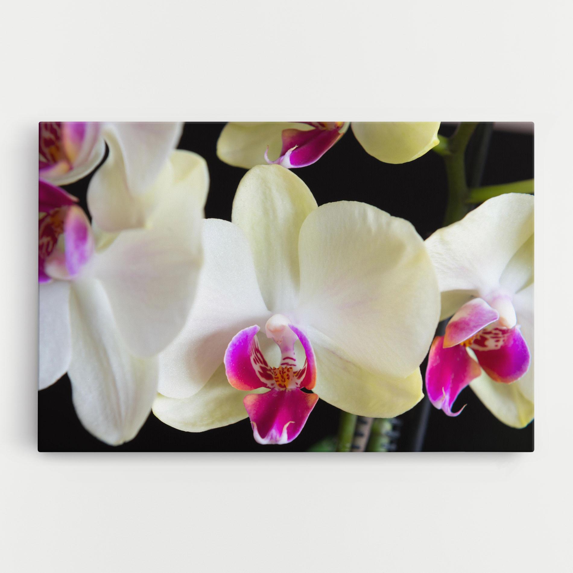 Vászonkép Cream Purple Orchids mockup 0