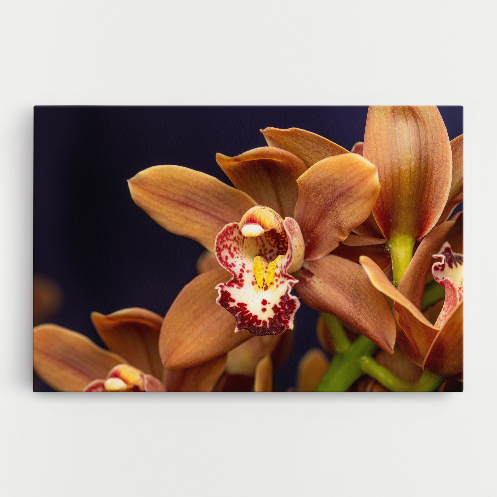 Dirty Orange Orchid mockup 0