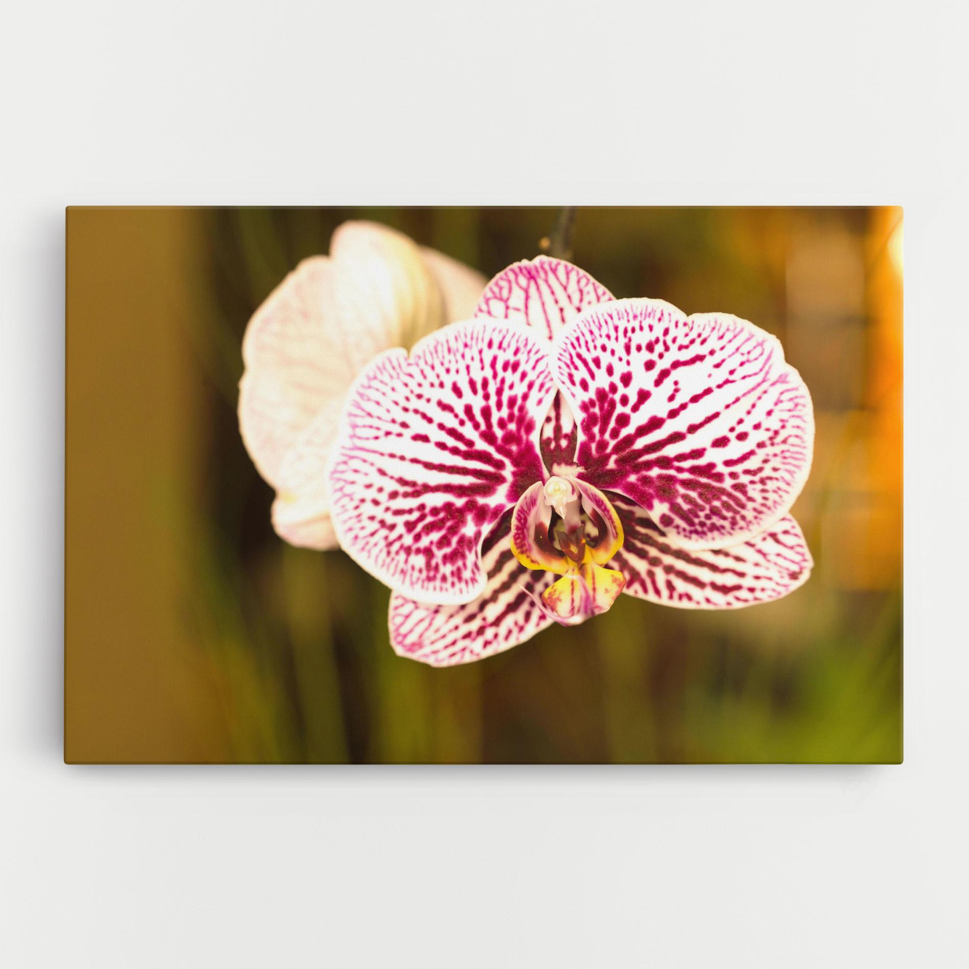 Vászonkép Garden Orchids mockup 0