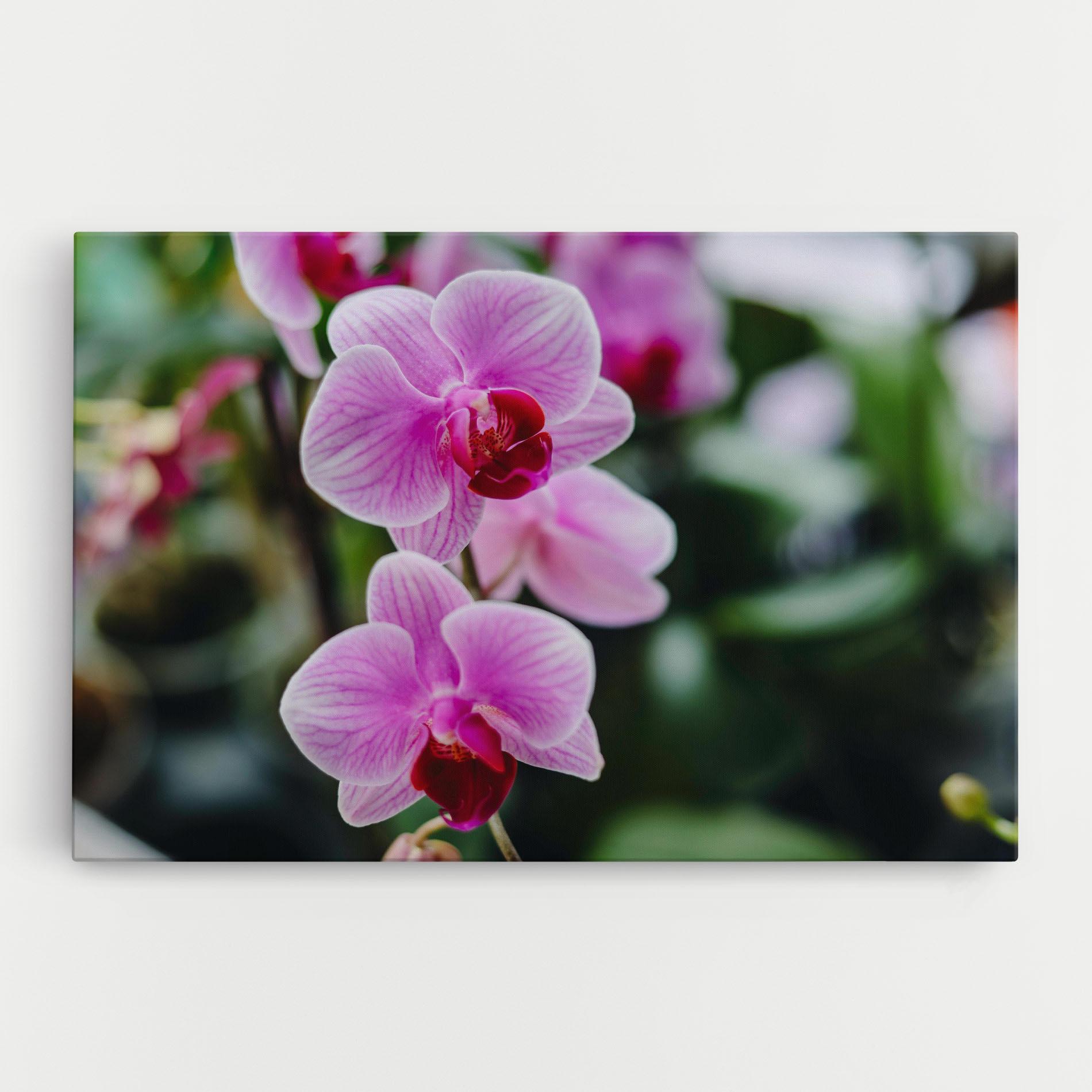 Vászonkép Garden Purple Orchids mockup 0
