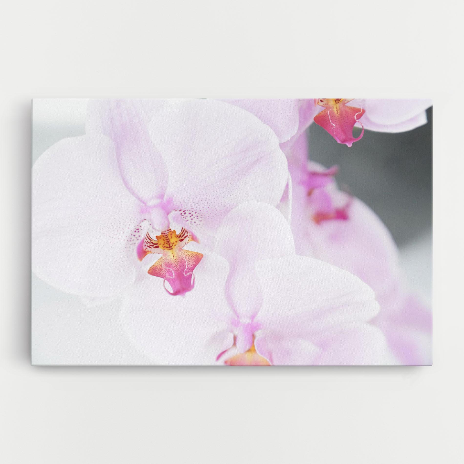 Vászonkép Light Purple Orchid mockup 0
