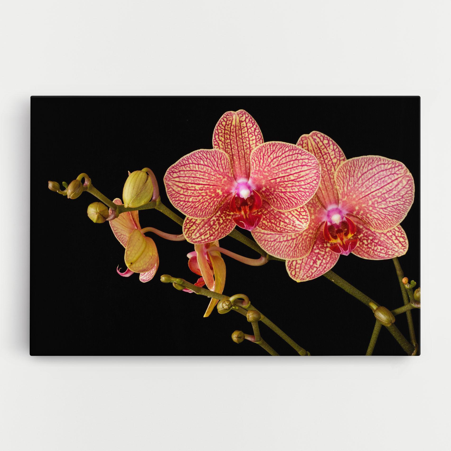 Vászonkép Pink Orchids On Black mockup 0