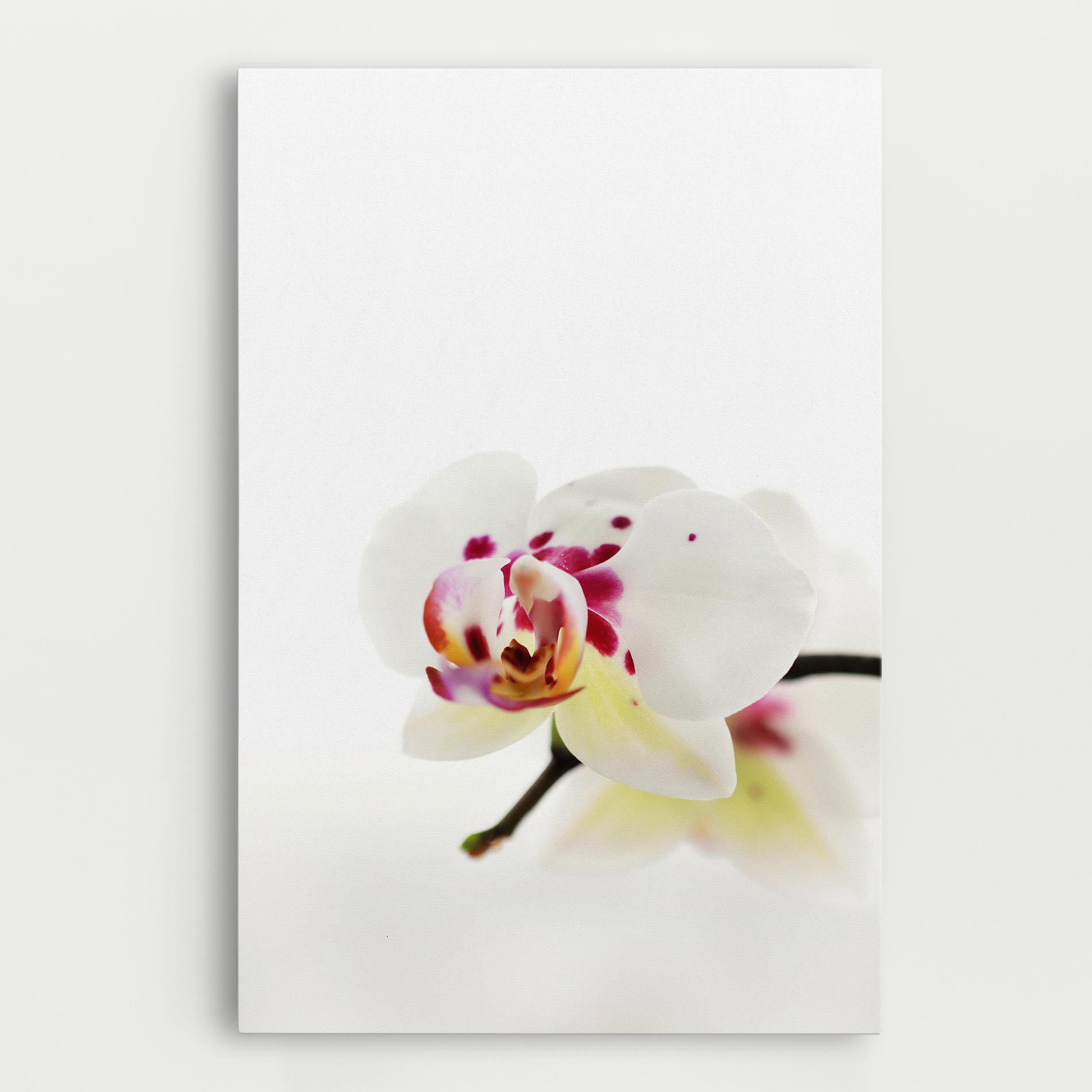 Vászonkép Clean White Orchid mockup 0