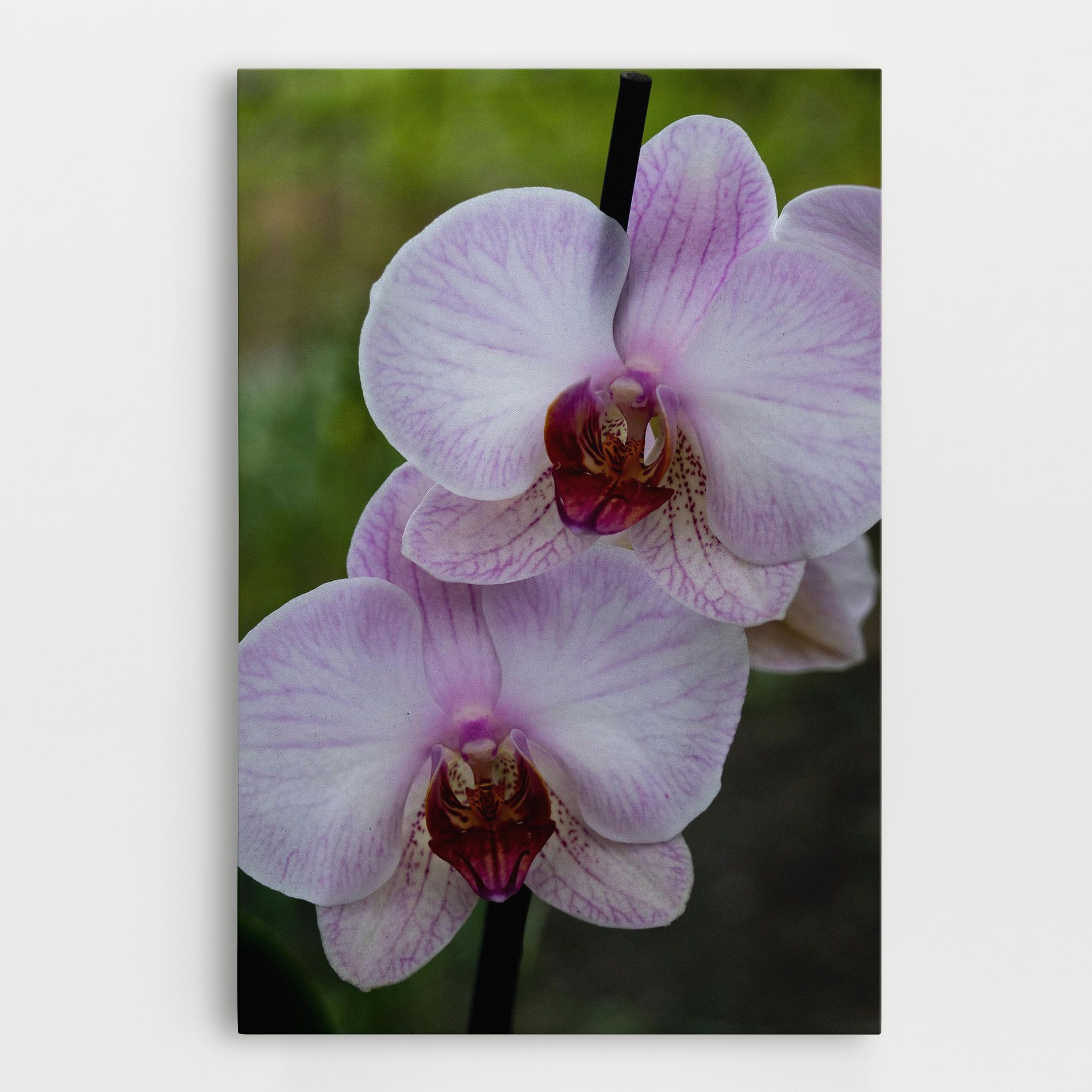 Garden Light Purple Orchid mockup 0