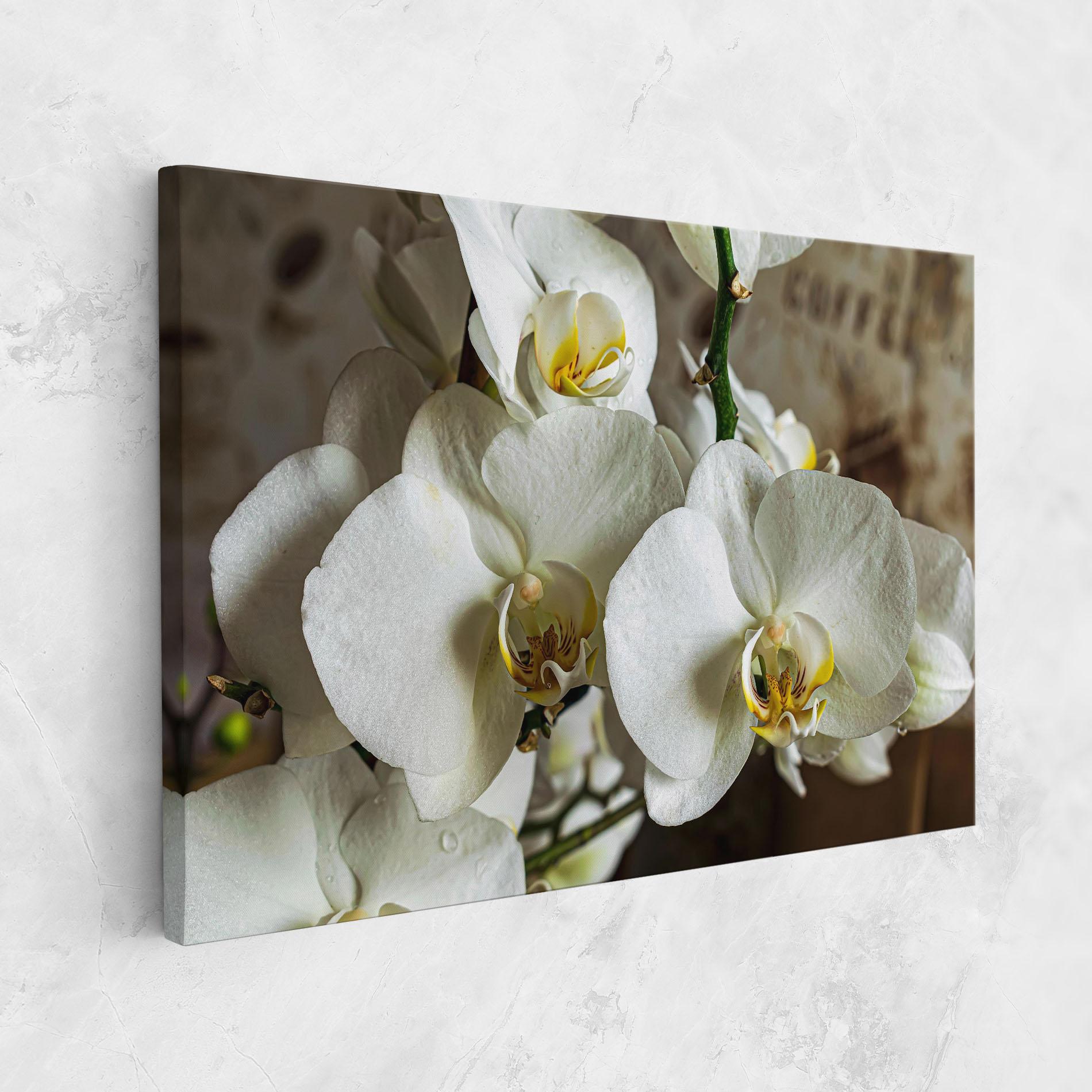 Vászonkép Beautiful White Orchids mockup 1