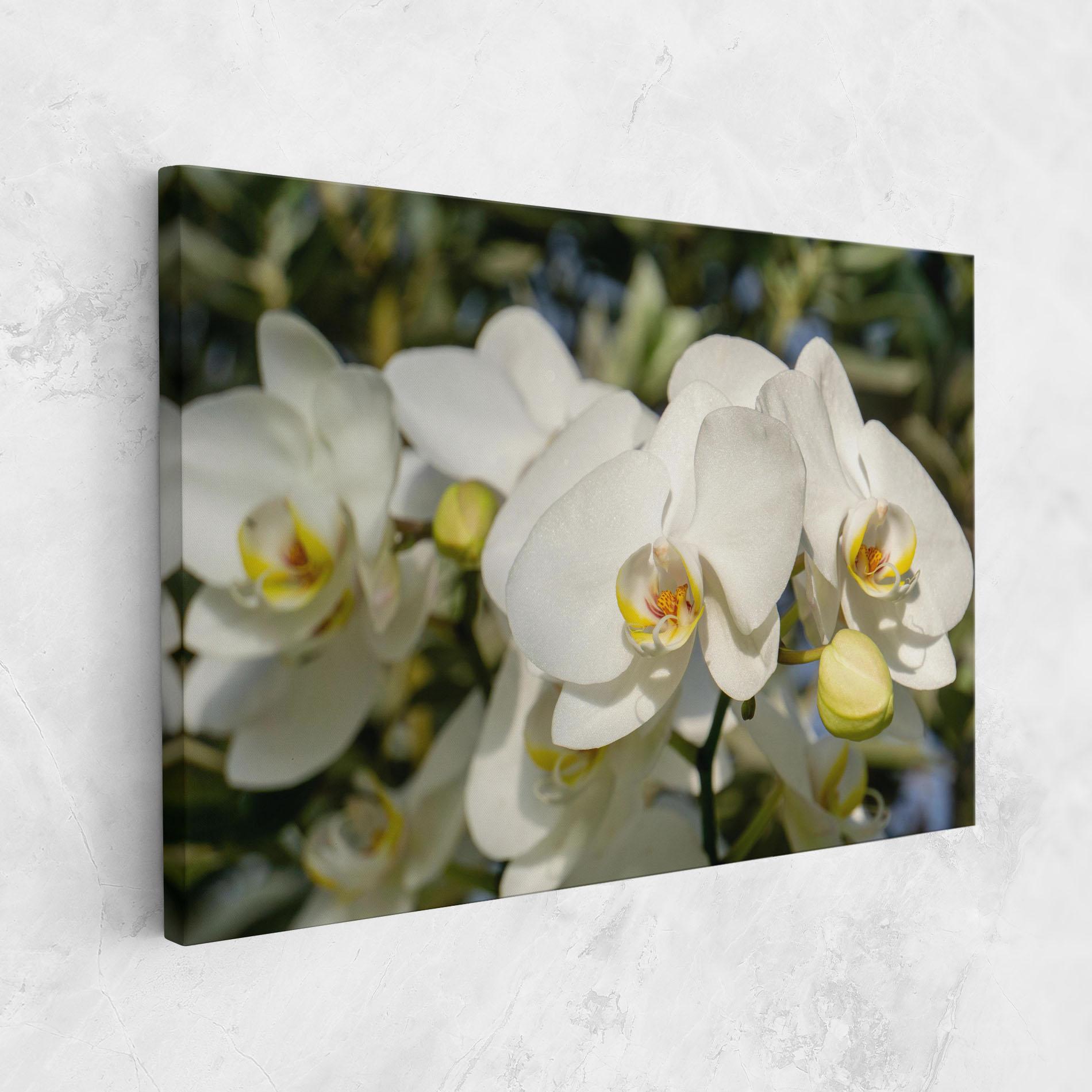Vászonkép Big Orchids In Nature mockup 1