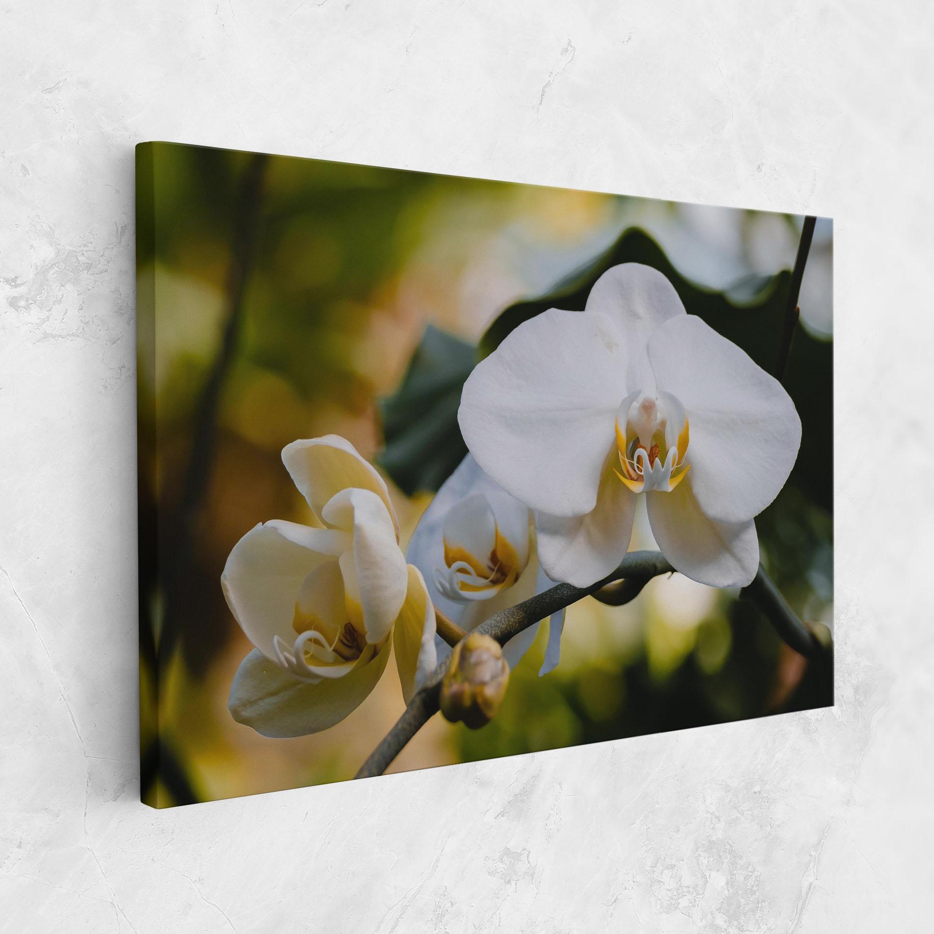 Vászonkép Cream Orchid In Nature mockup 1