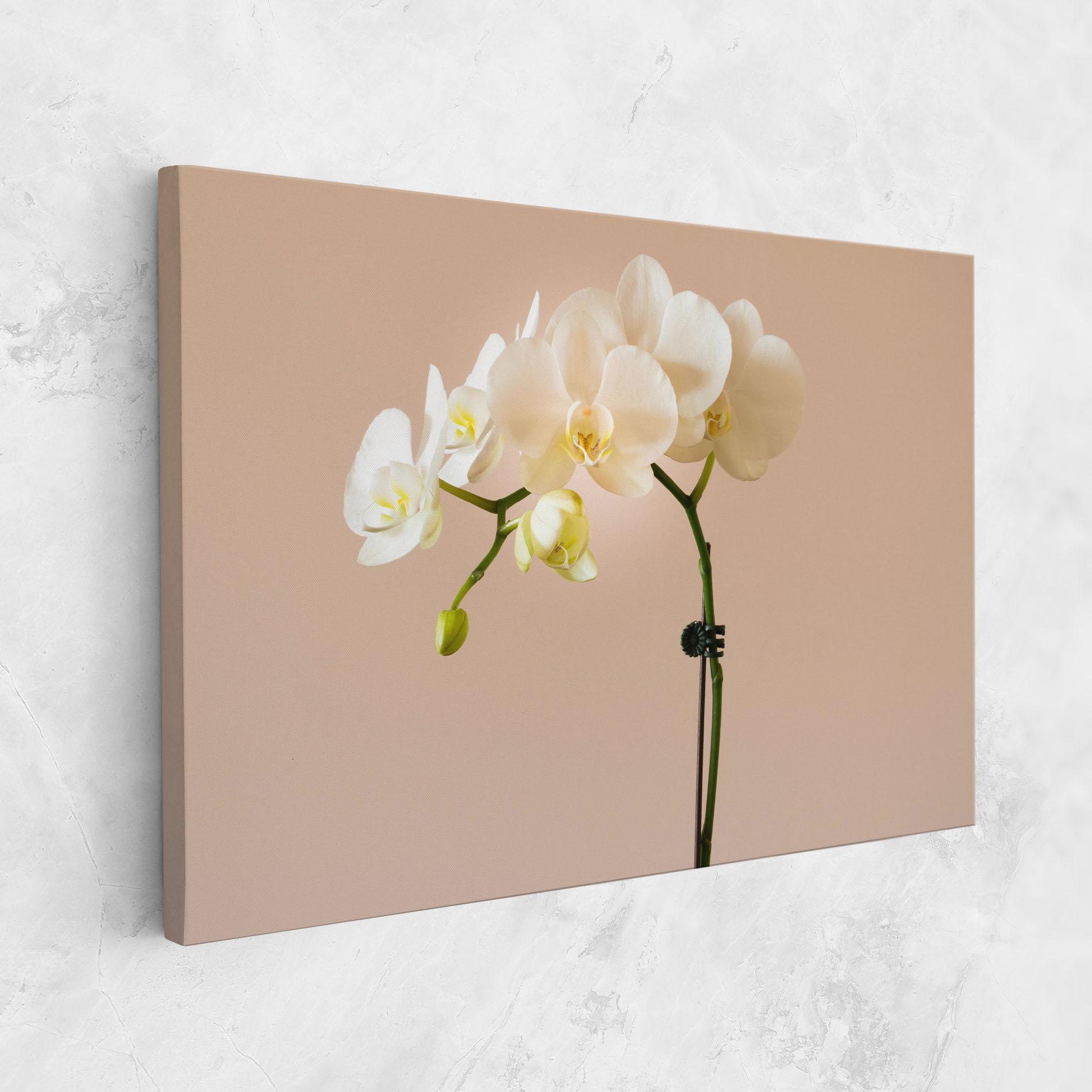 Vászonkép Cream Orchid On Pink mockup 1