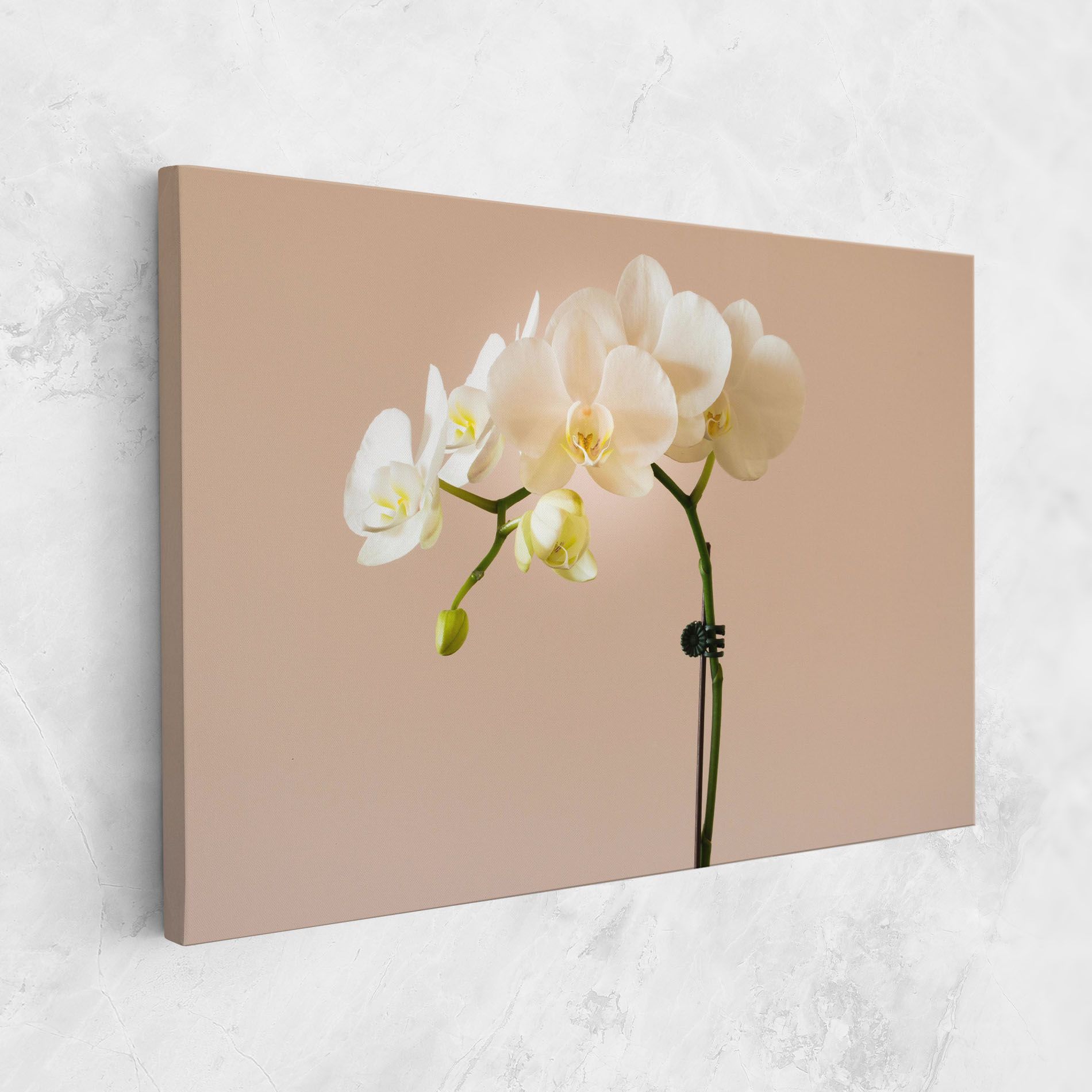 Cream Orchid On Pink mockup 1