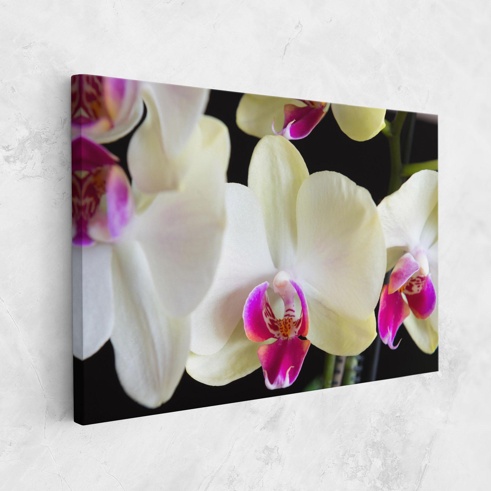 Vászonkép Cream Purple Orchids mockup 1