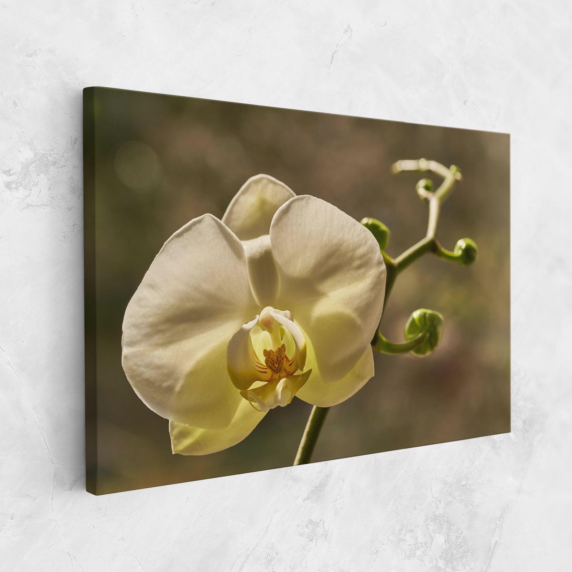 Vászonkép Pastel Yellow Orchid In Garden mockup 1