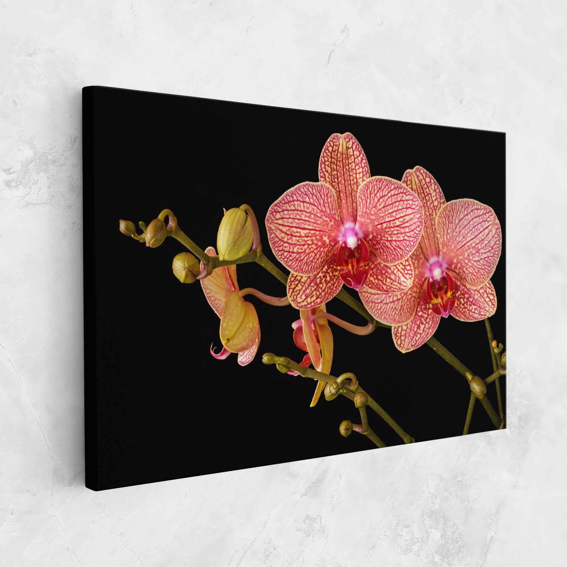 Vászonkép Pink Orchids On Black mockup 1