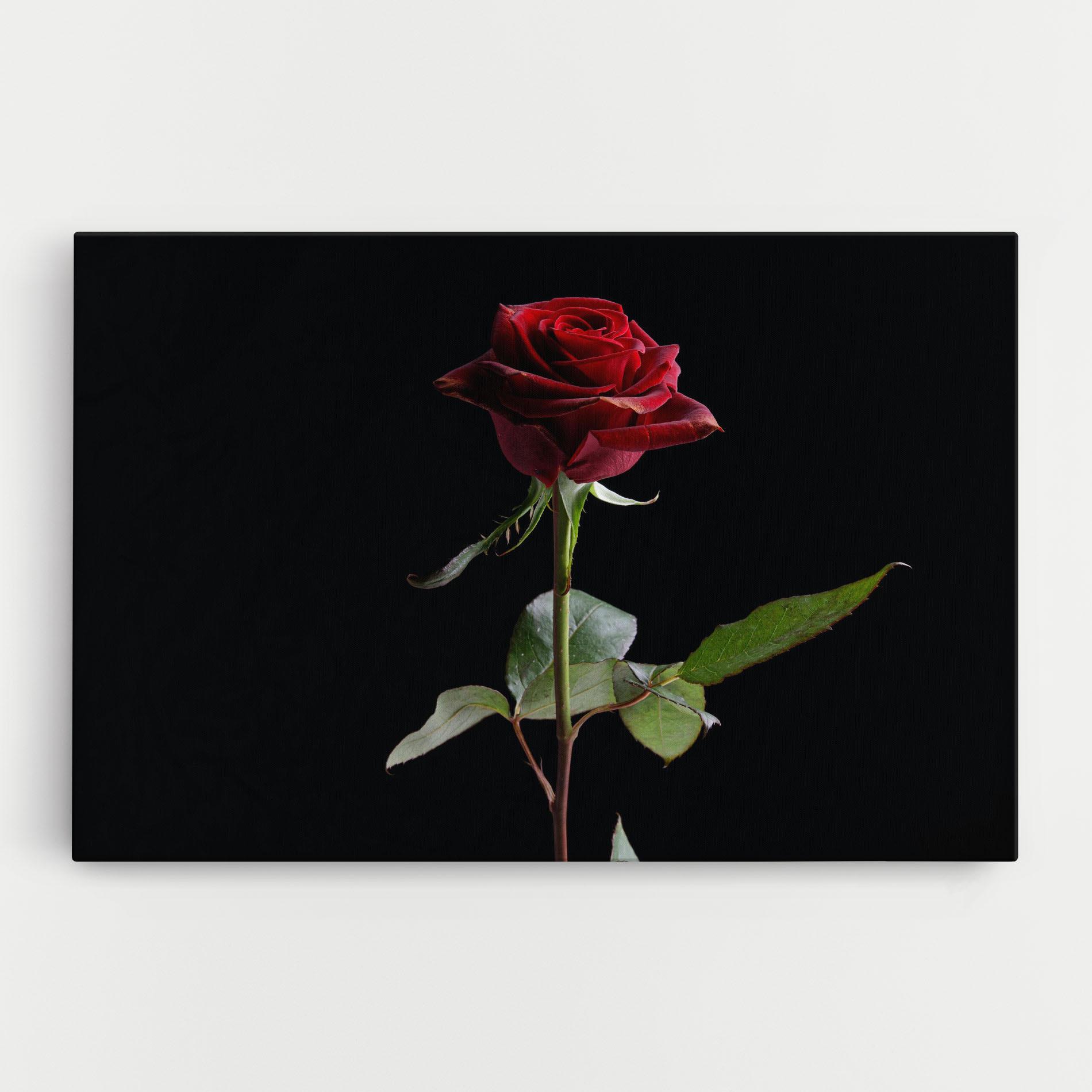 Vászonkép Beautiful Red Rose mockup 0
