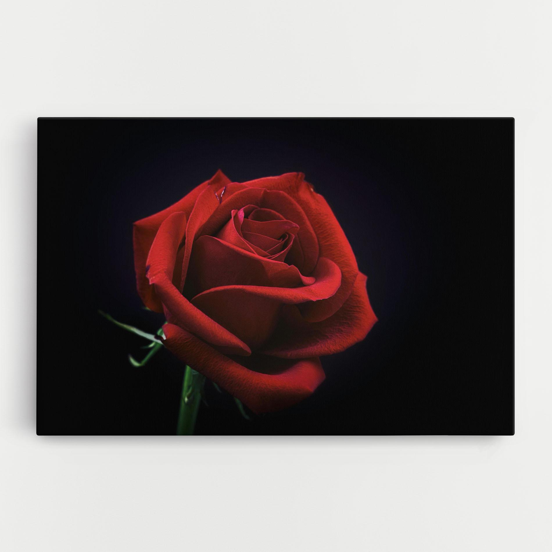 Vászonkép Red Rose Close Up mockup 0