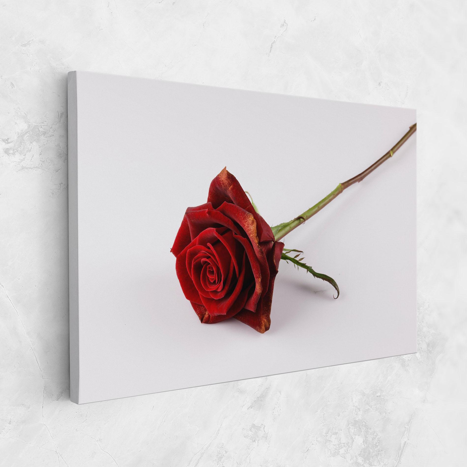 Vászonkép Lonely Rose mockup 1