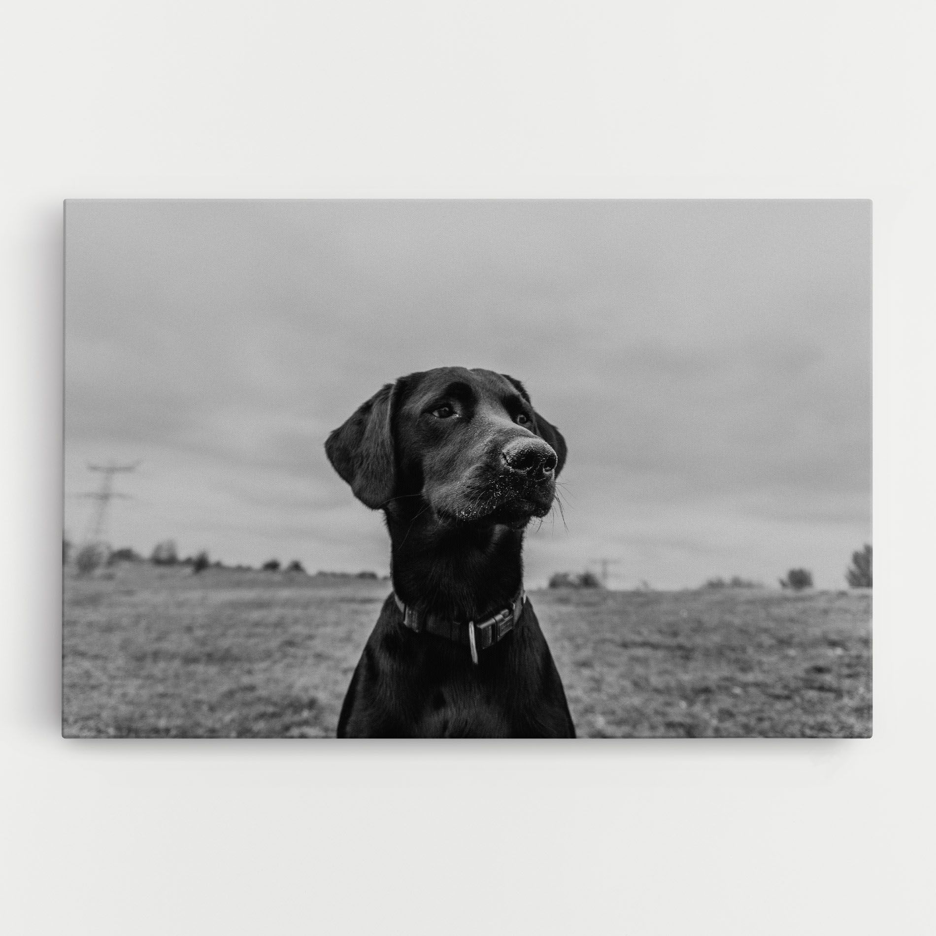 Black Dog mockup 0