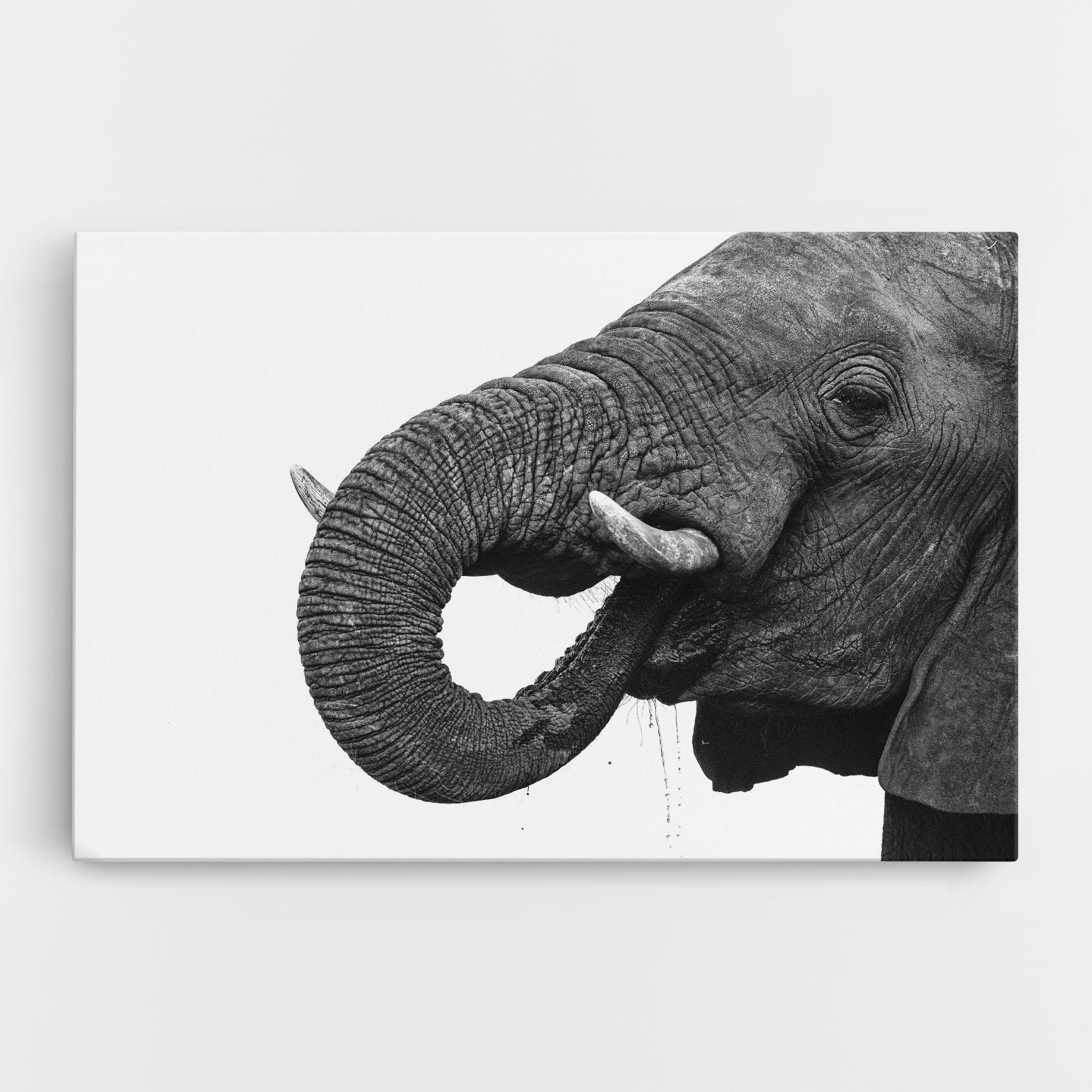 Vászonkép Elephant Drinking mockup 0