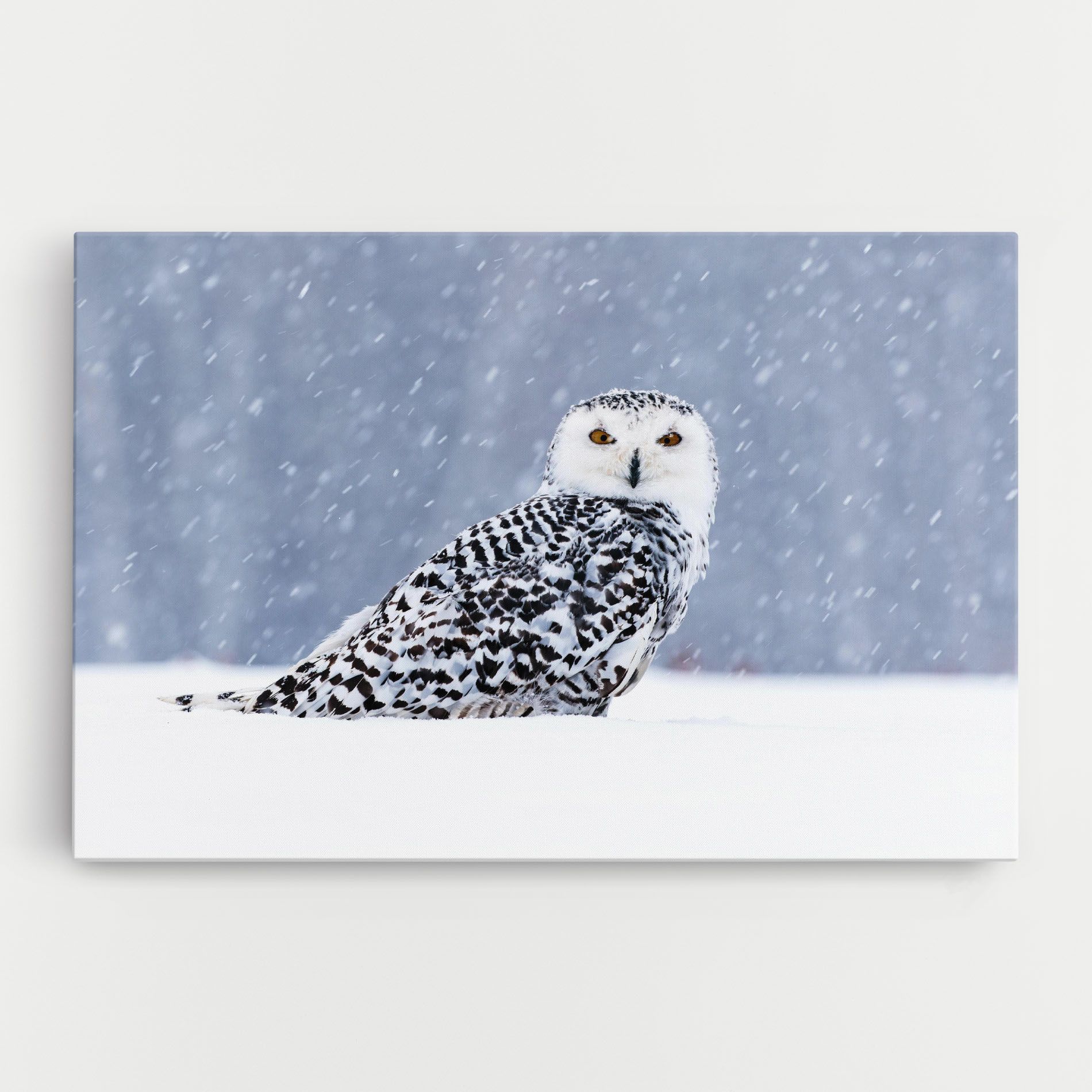 Snow Owl mockup 0