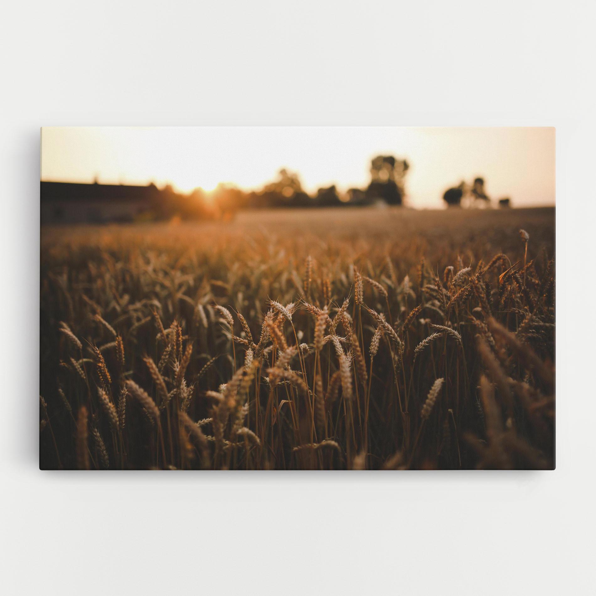 Vászonkép Summer Field mockup 0