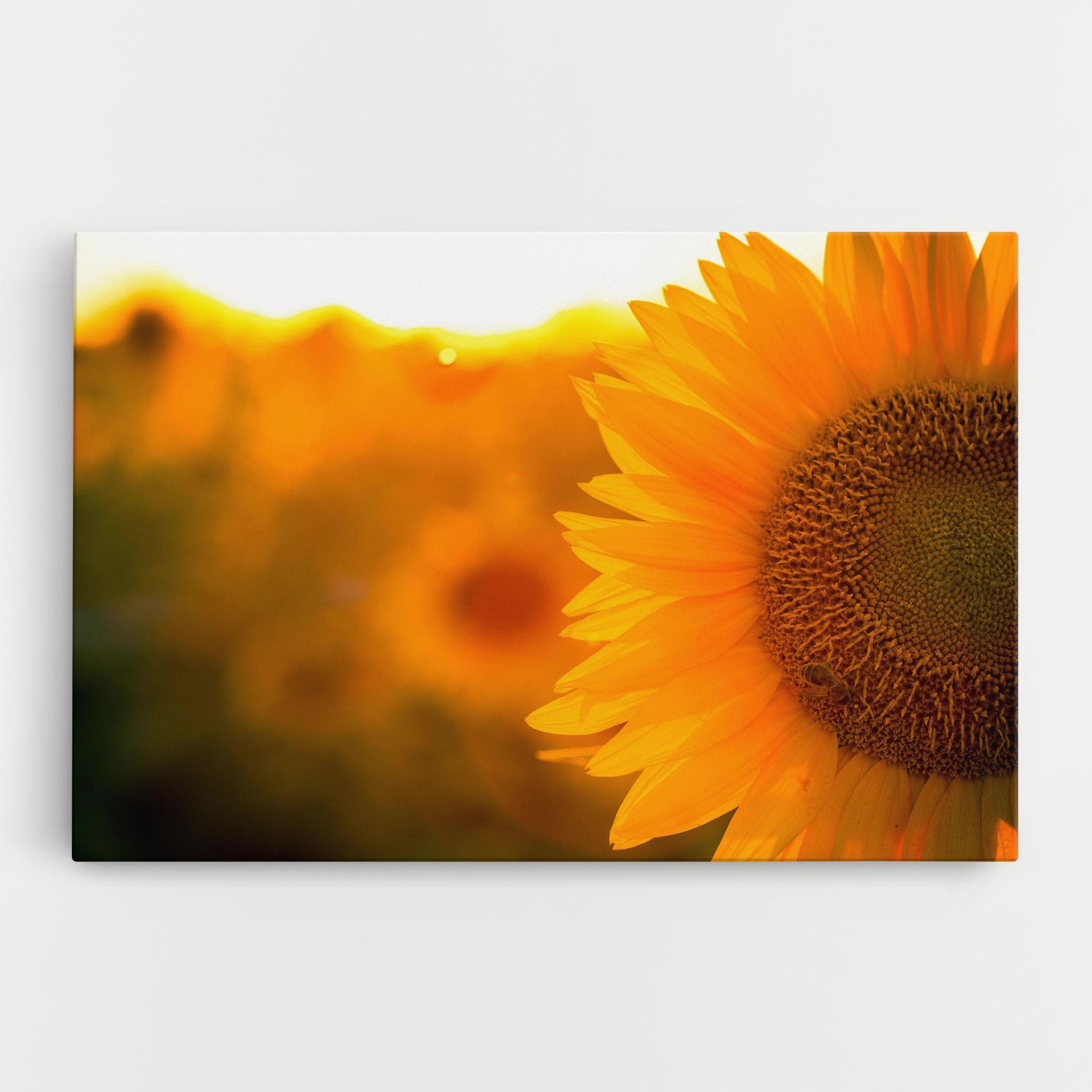 Vászonkép Sunflower mockup 0