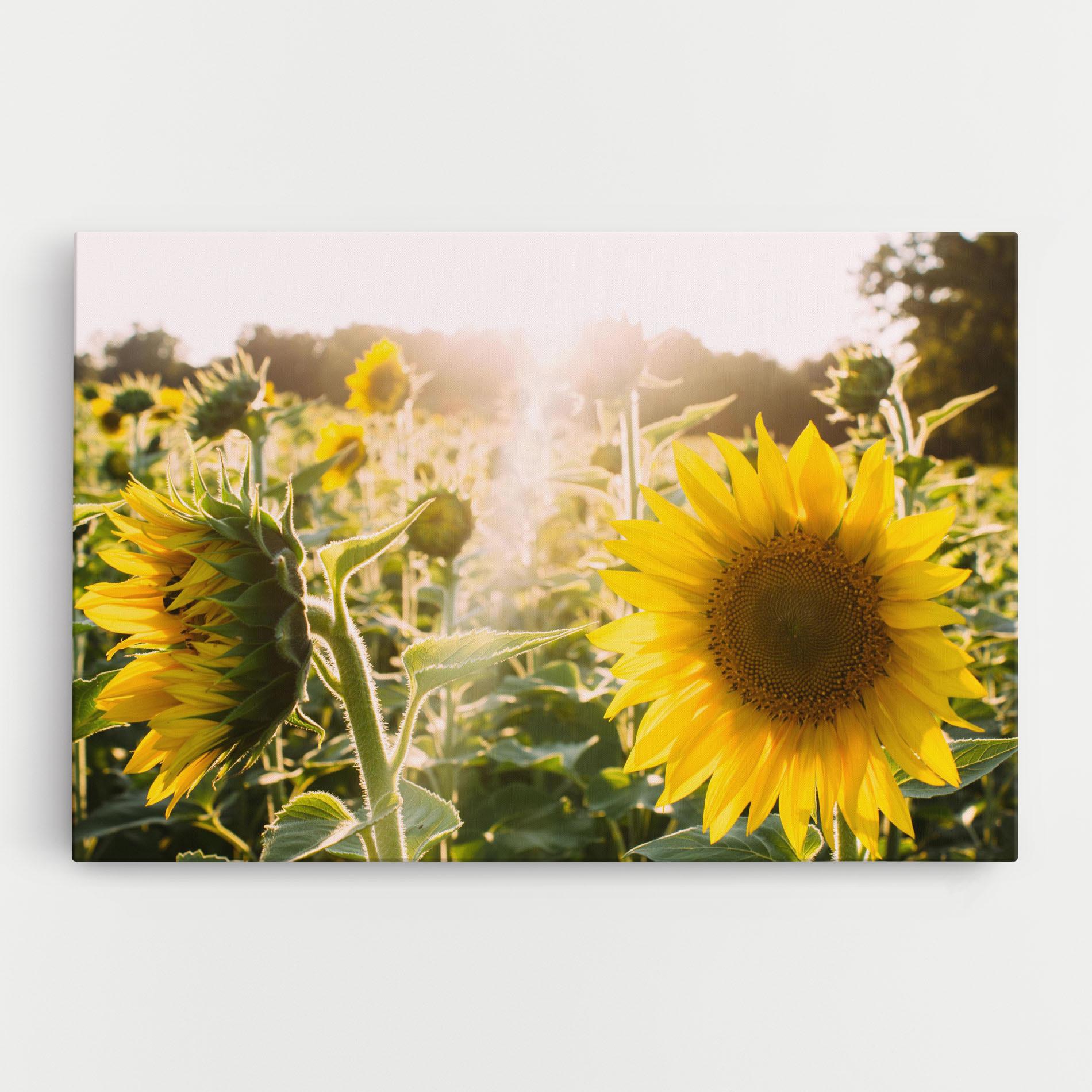 Vászonkép Yellow Sun Flower mockup 0
