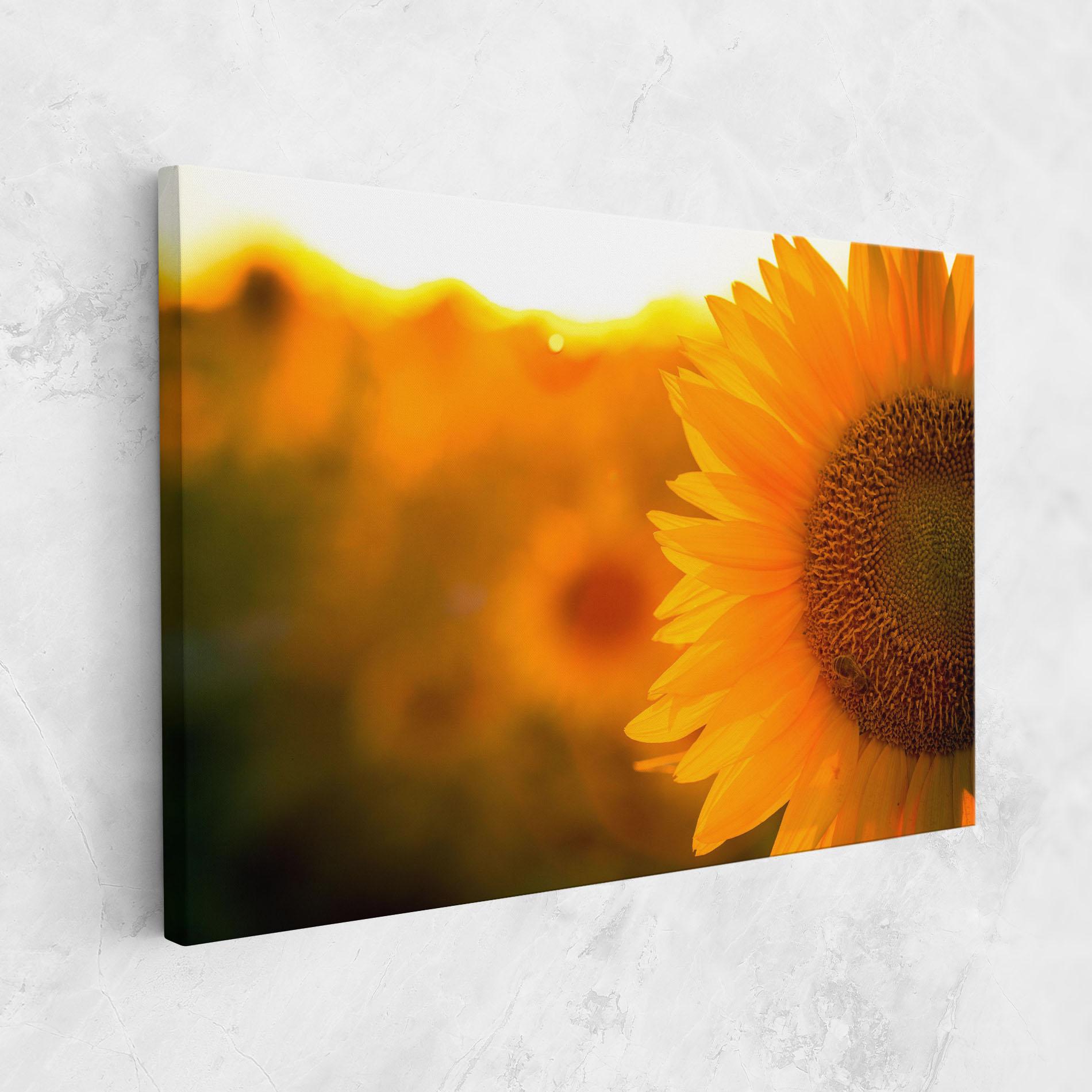 Vászonkép Sunflower mockup 1