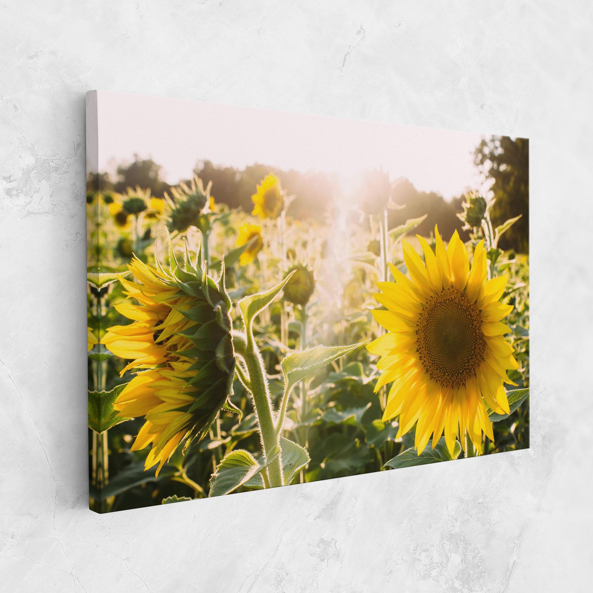 Vászonkép Yellow Sun Flower mockup 1