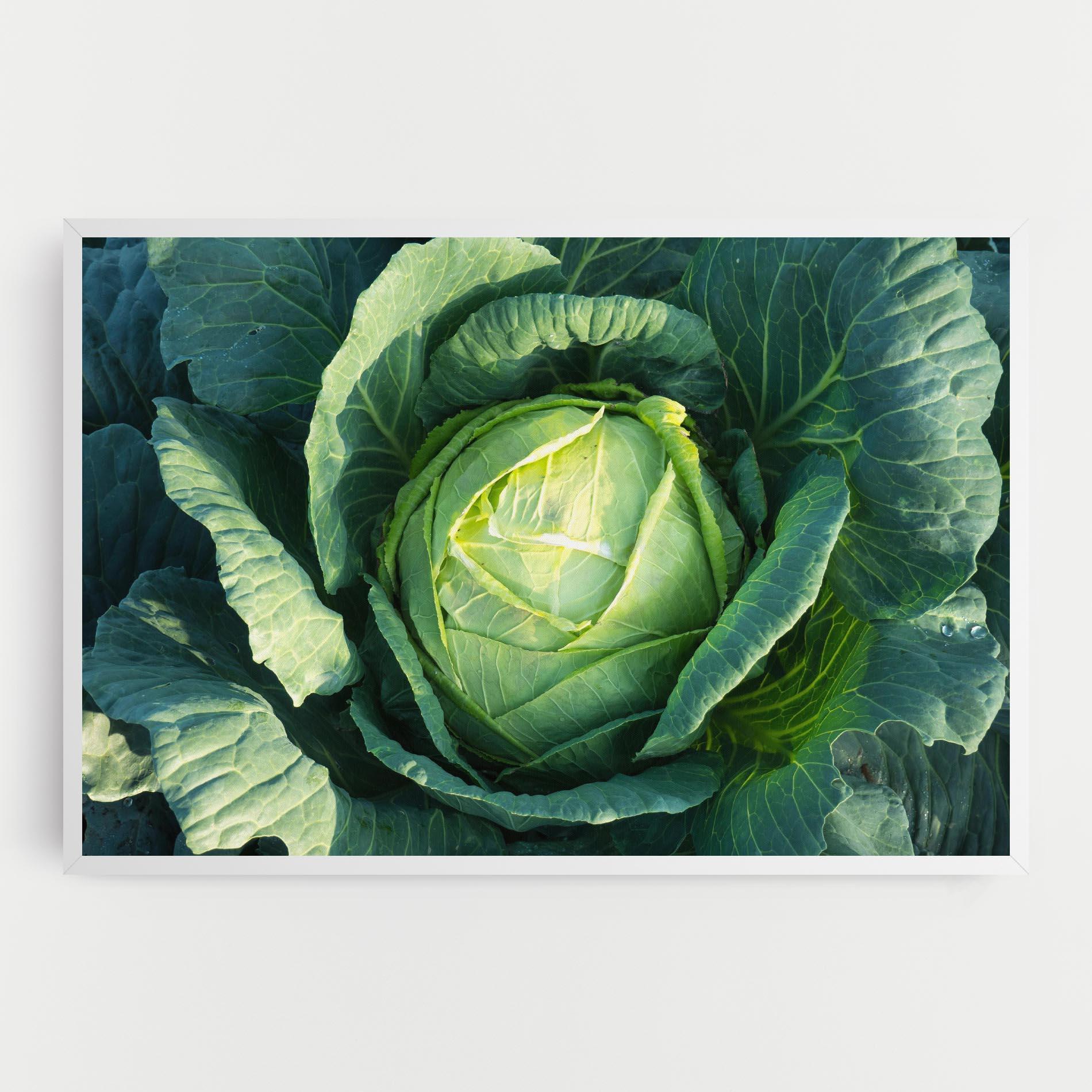 Vászonkép Green Lettuce mockup 0