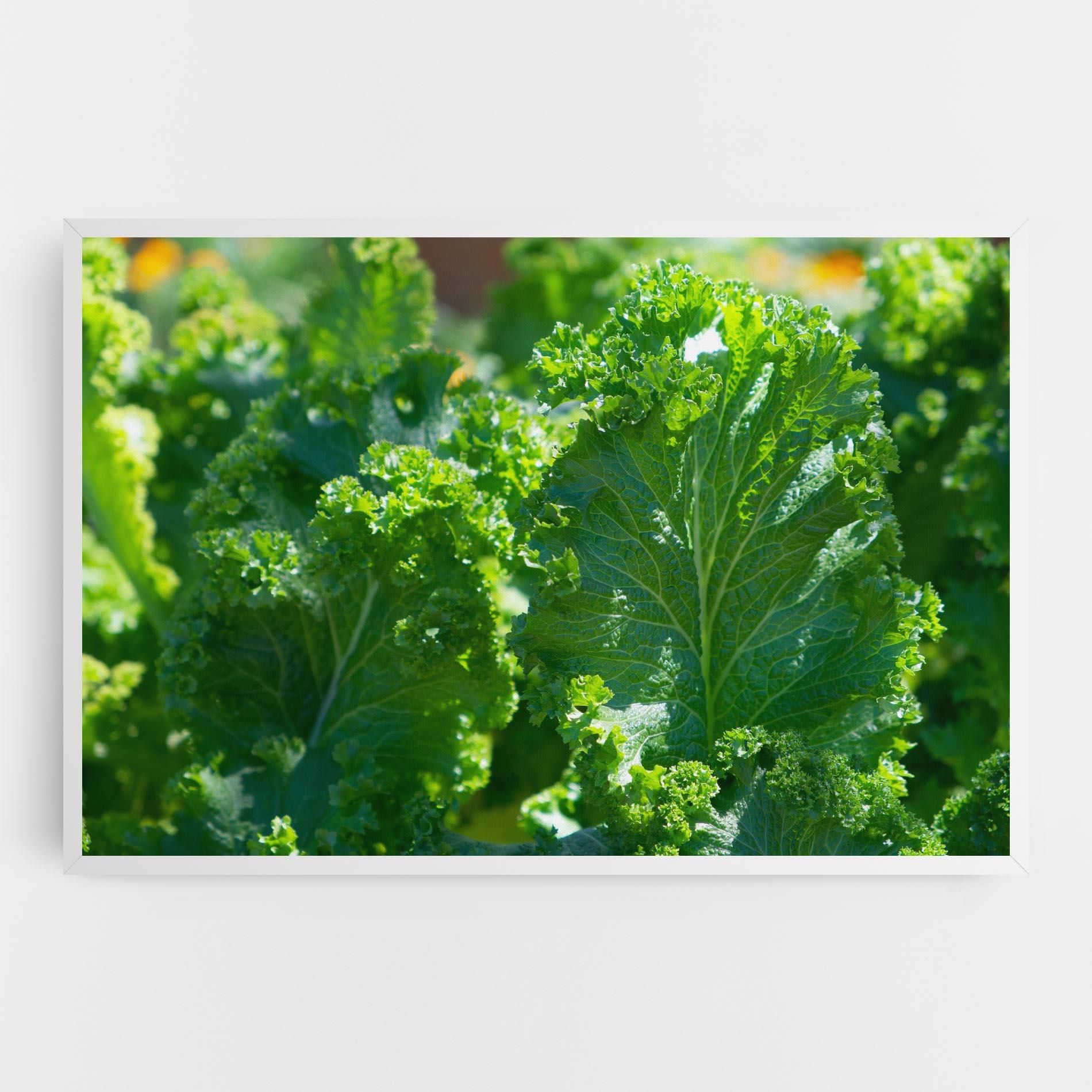 Vászonkép Lettuce View mockup 0