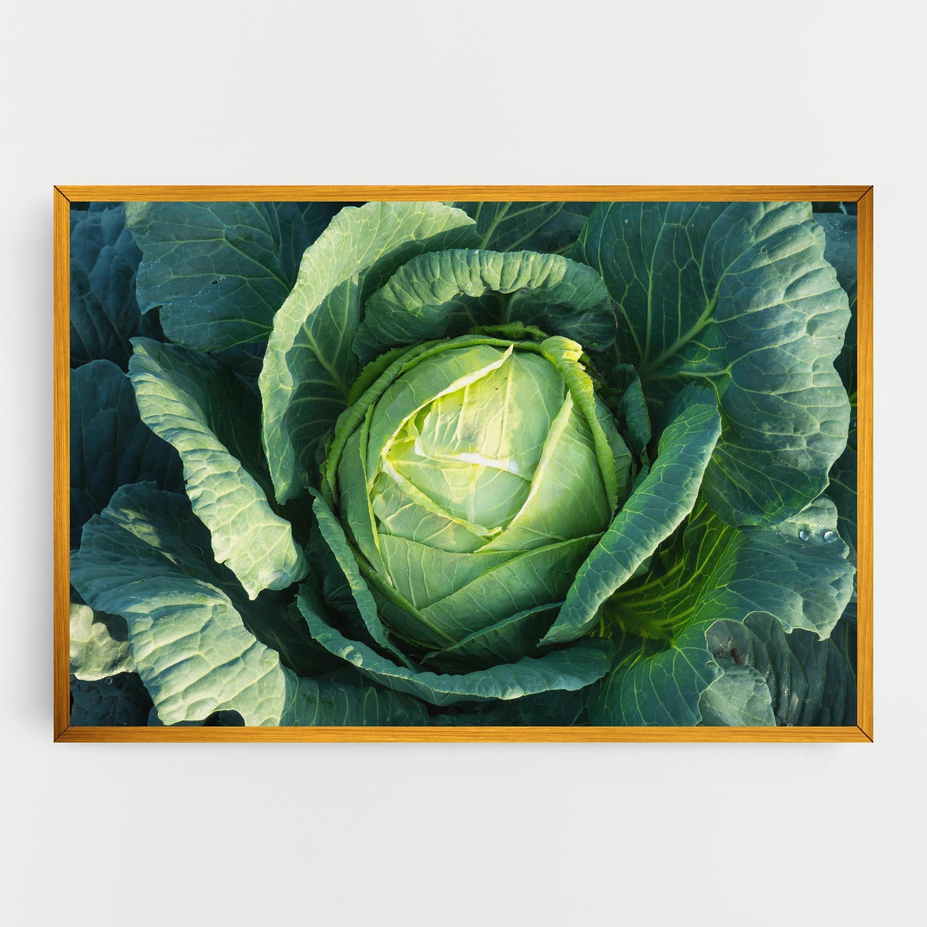 Vászonkép Green Lettuce mockup 0
