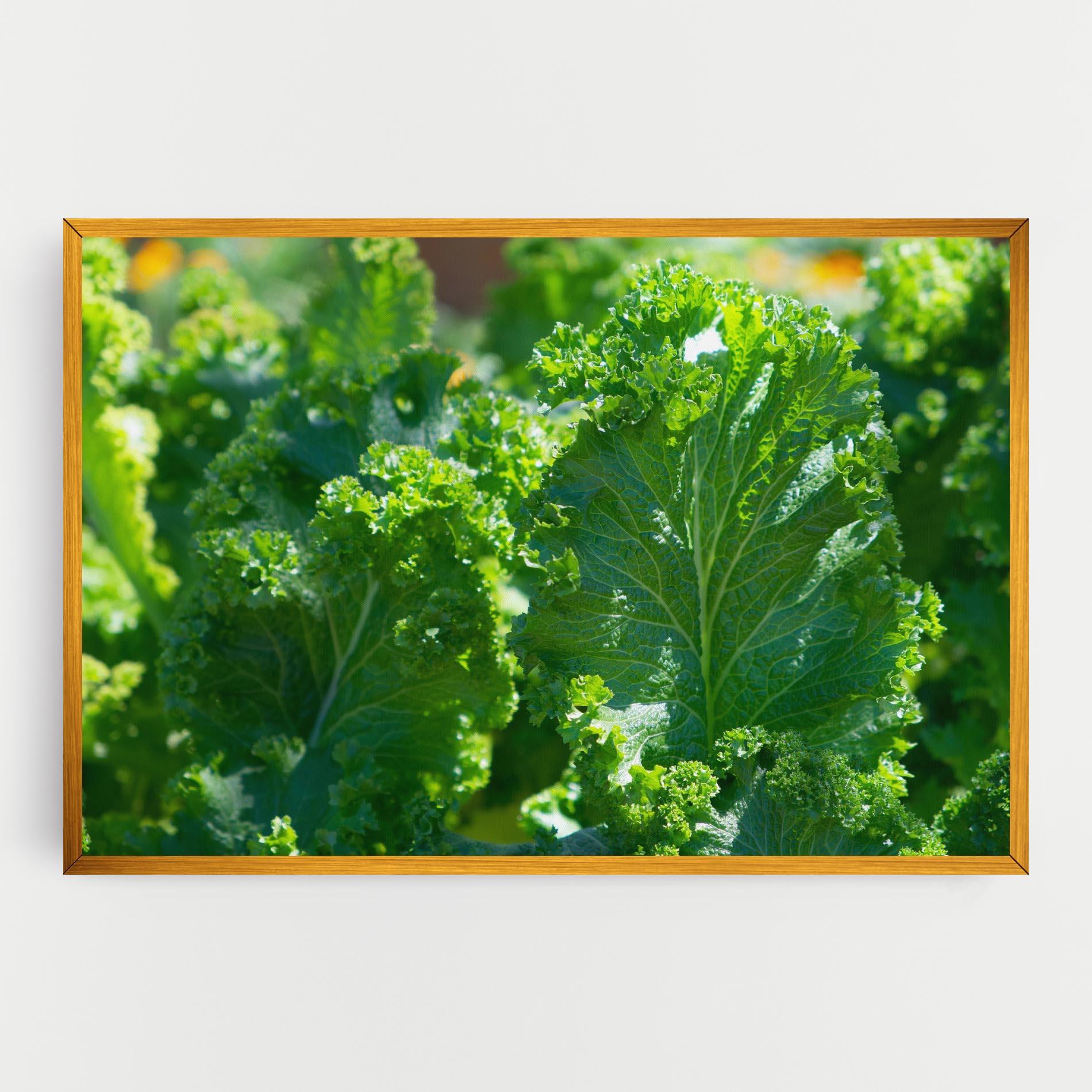 Vászonkép Lettuce View mockup 0