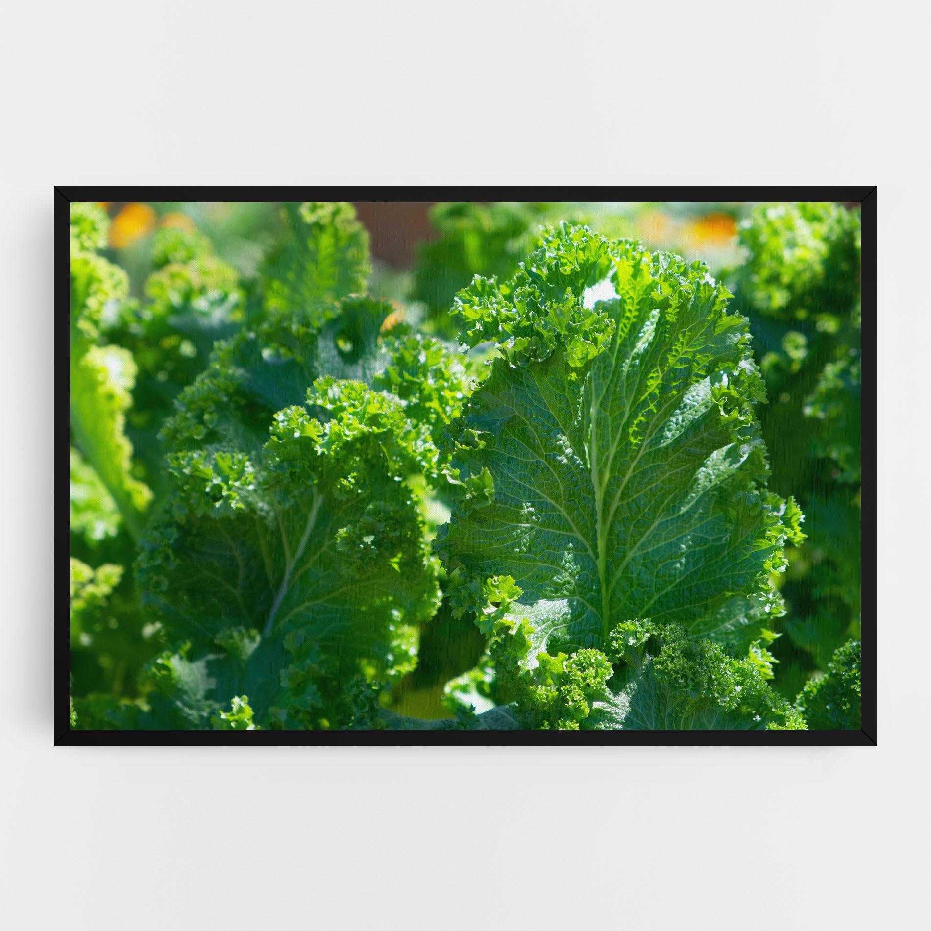 Vászonkép Lettuce View mockup 0