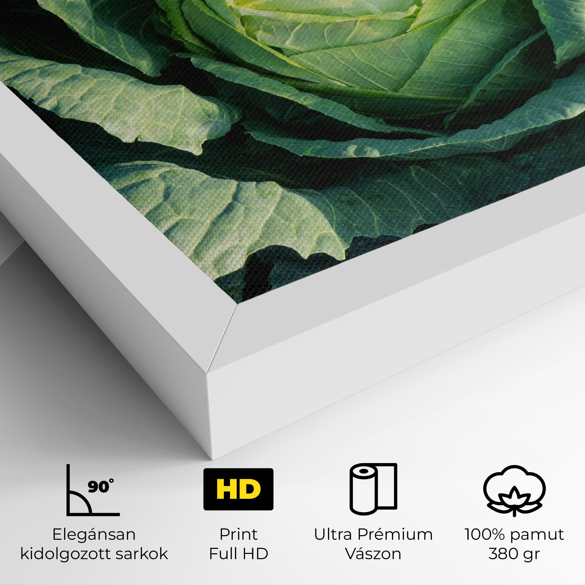 Vászonkép Green Lettuce mockup 4