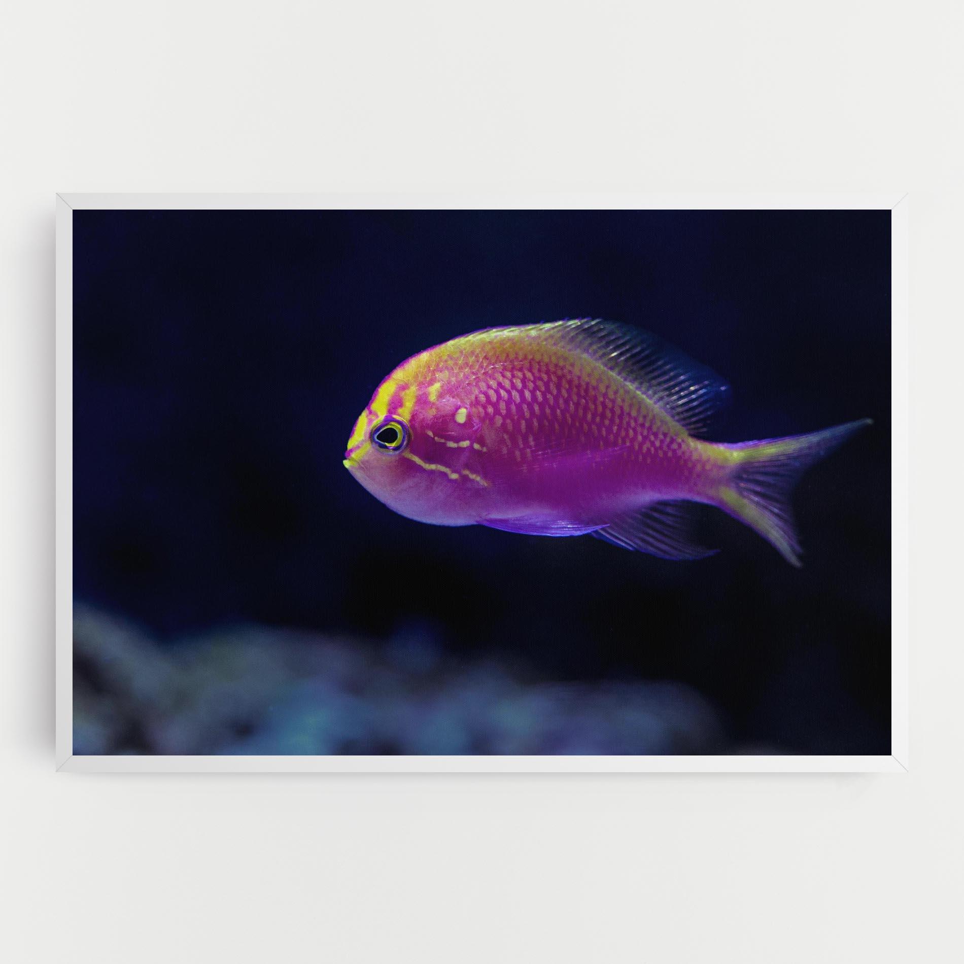 Vászonkép Angry Pink Fish mockup 0