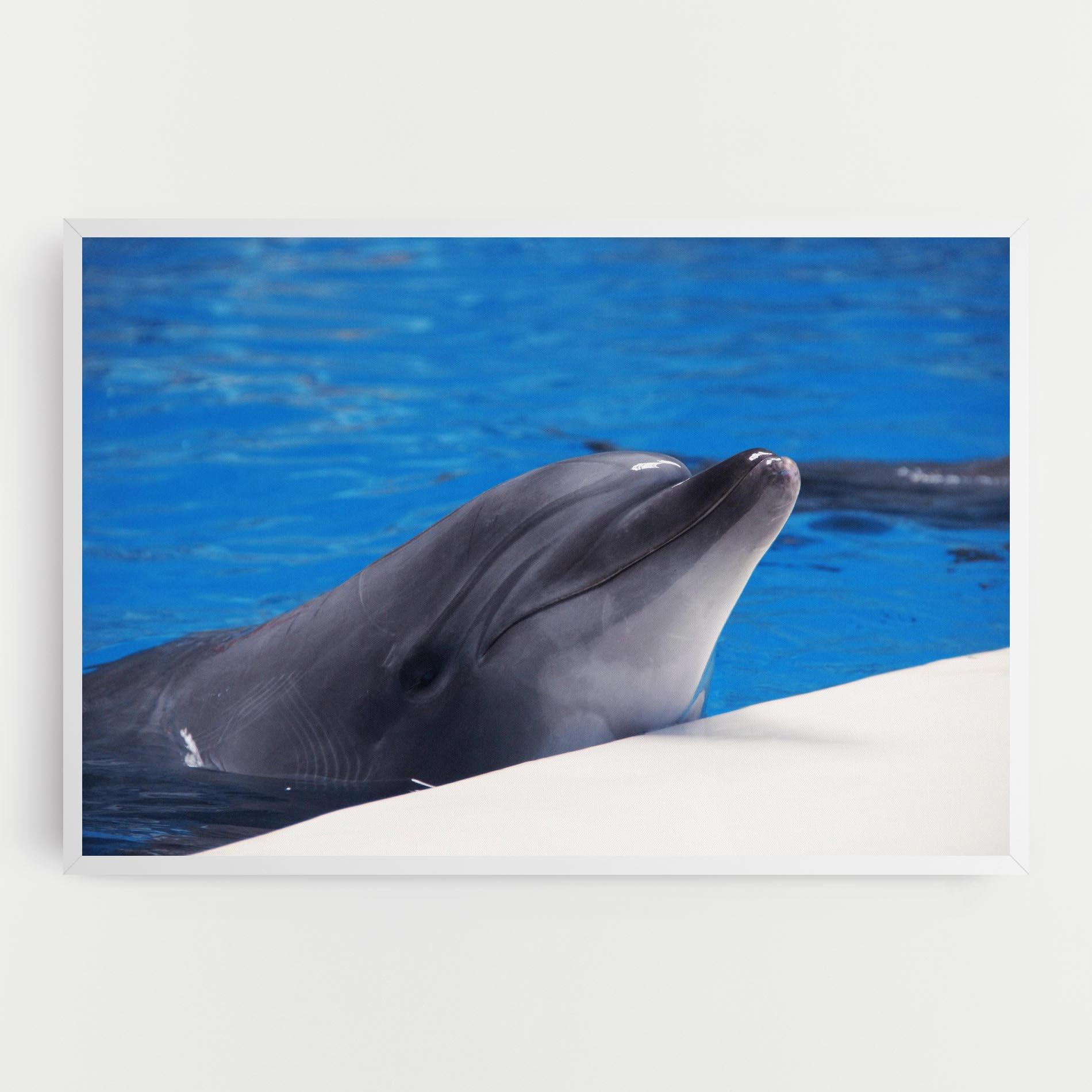 Vászonkép Cute Dolphin mockup 0