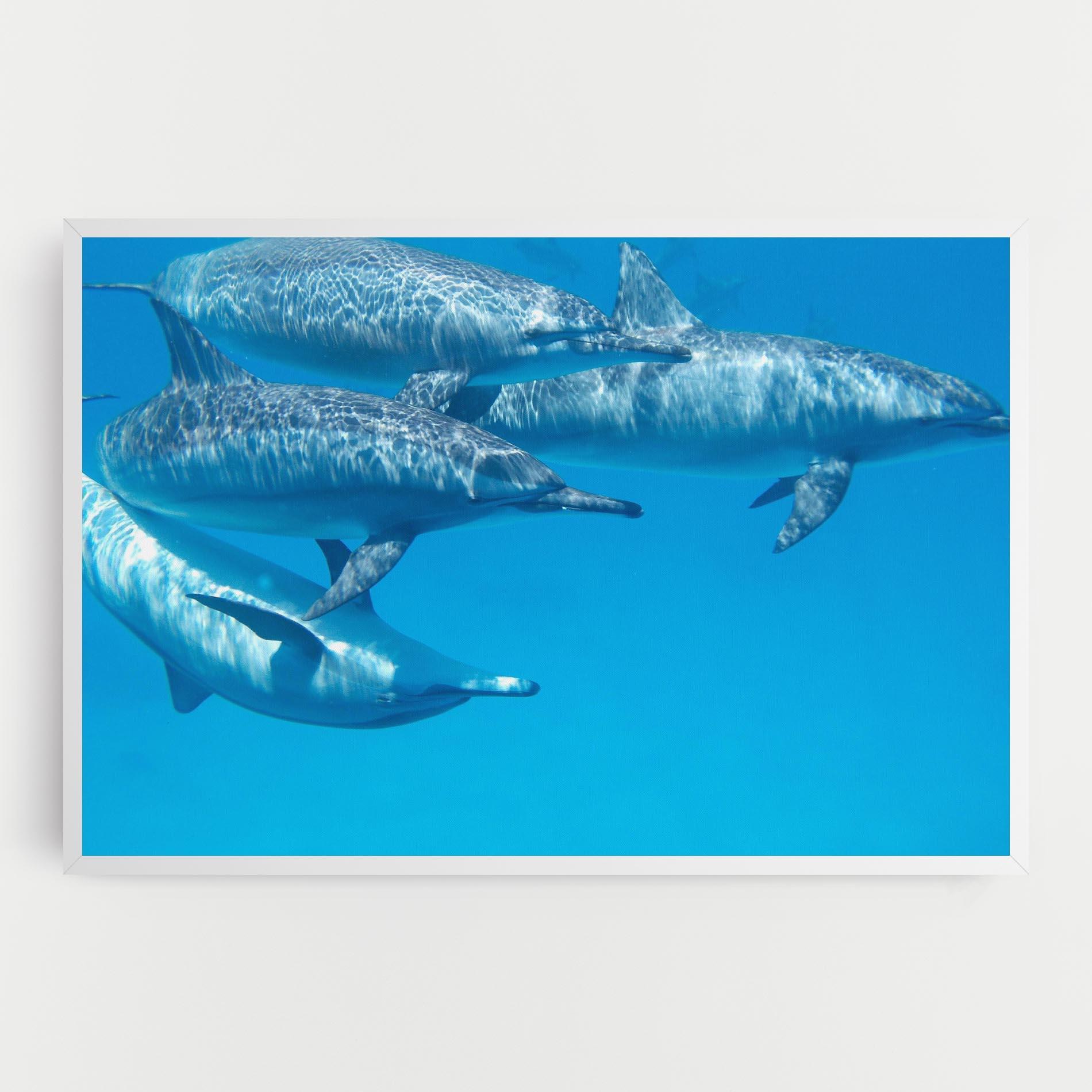 Vászonkép Family Of Dolphins mockup 0