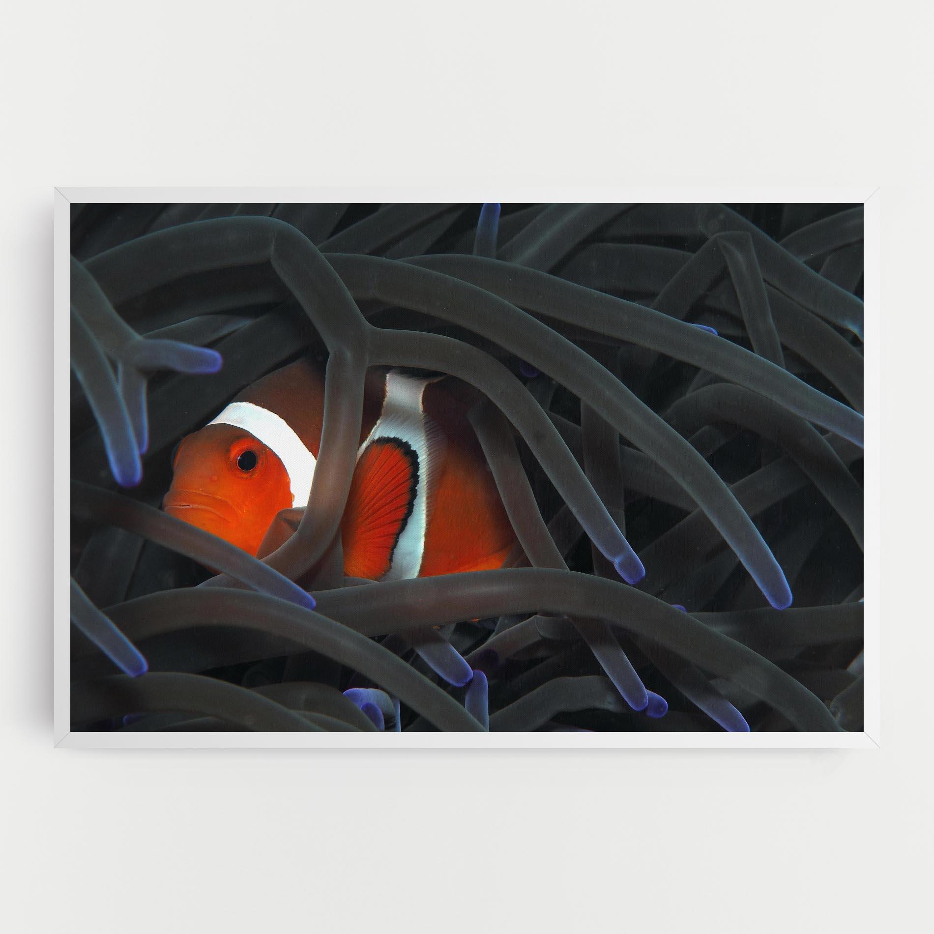 Vászonkép Nemo Hiding mockup 0