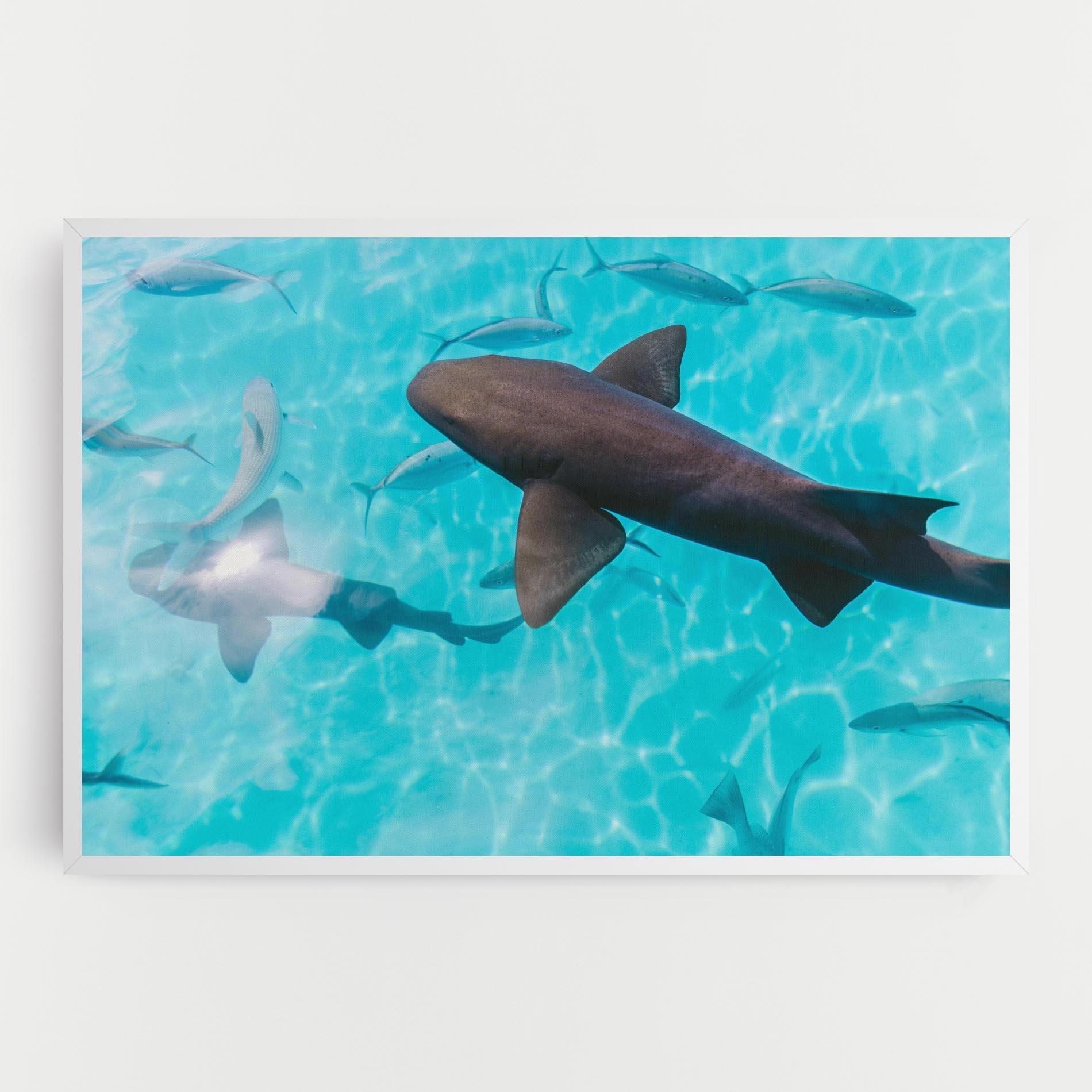 Vászonkép Pretty Shark mockup 0