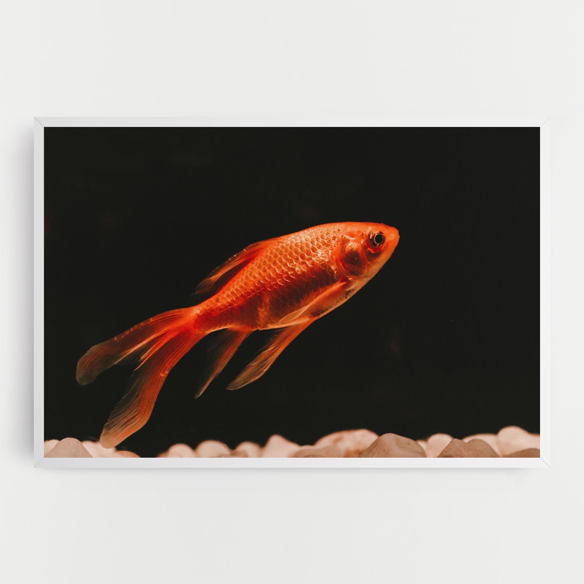 Vászonkép Small Orange Fish mockup 0
