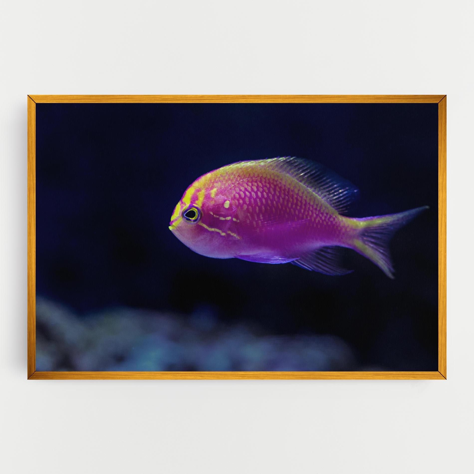 Vászonkép Angry Pink Fish mockup 0