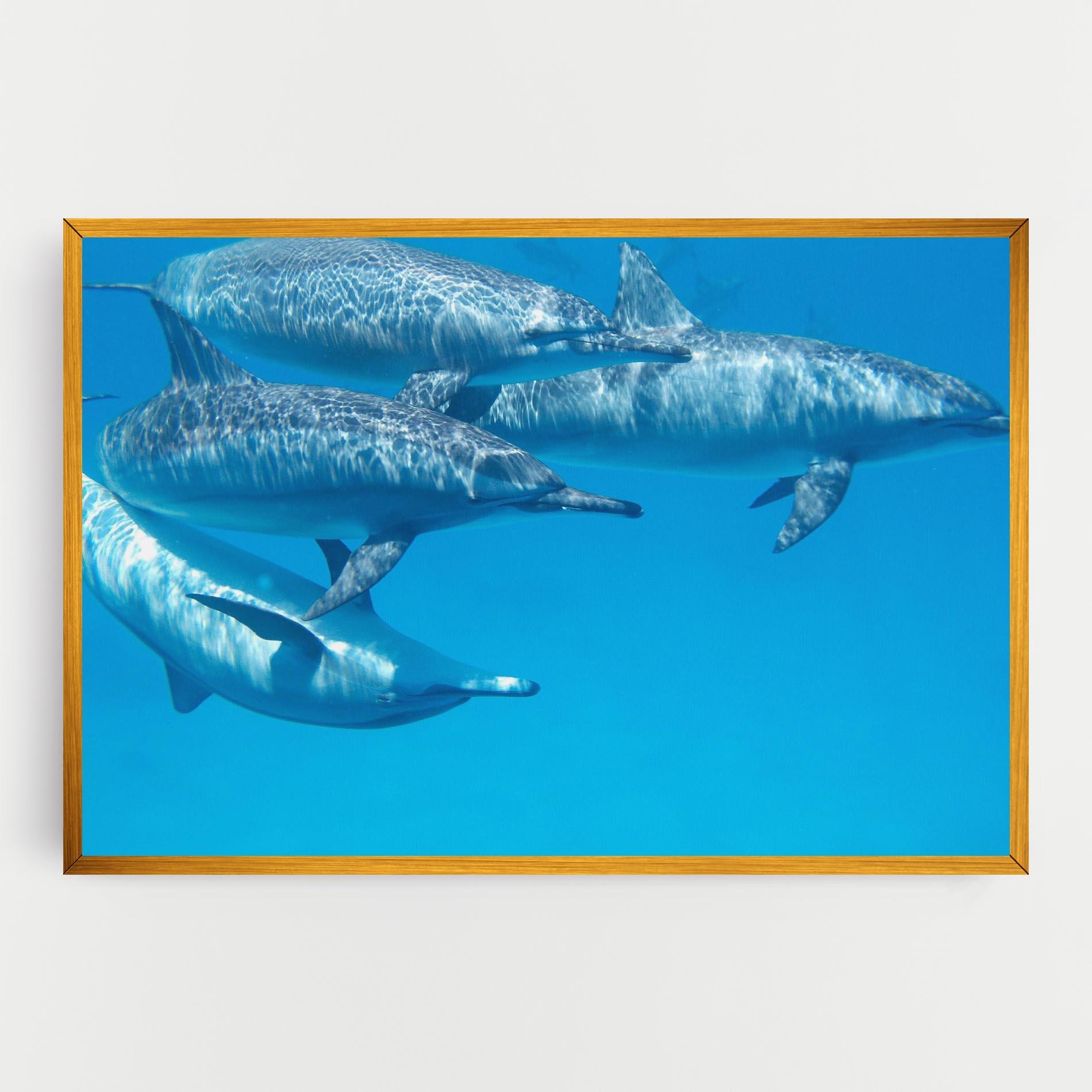 Vászonkép Family Of Dolphins mockup 0