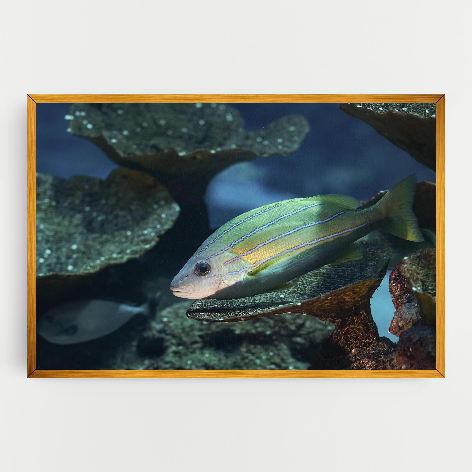 Vászonkép Green Gold Fish mockup 0