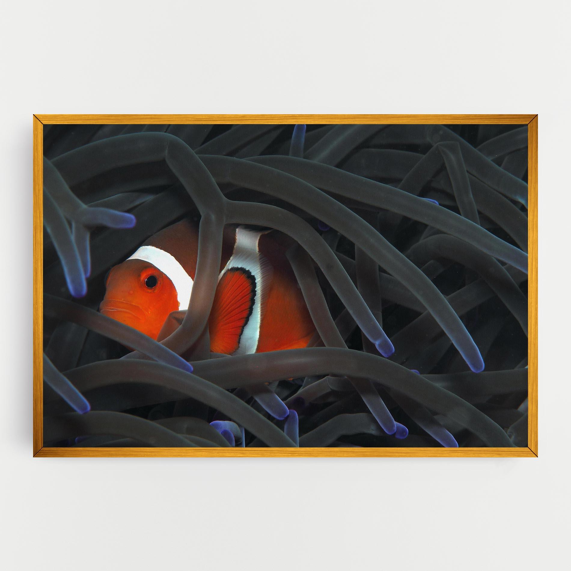 Vászonkép Nemo Hiding mockup 0