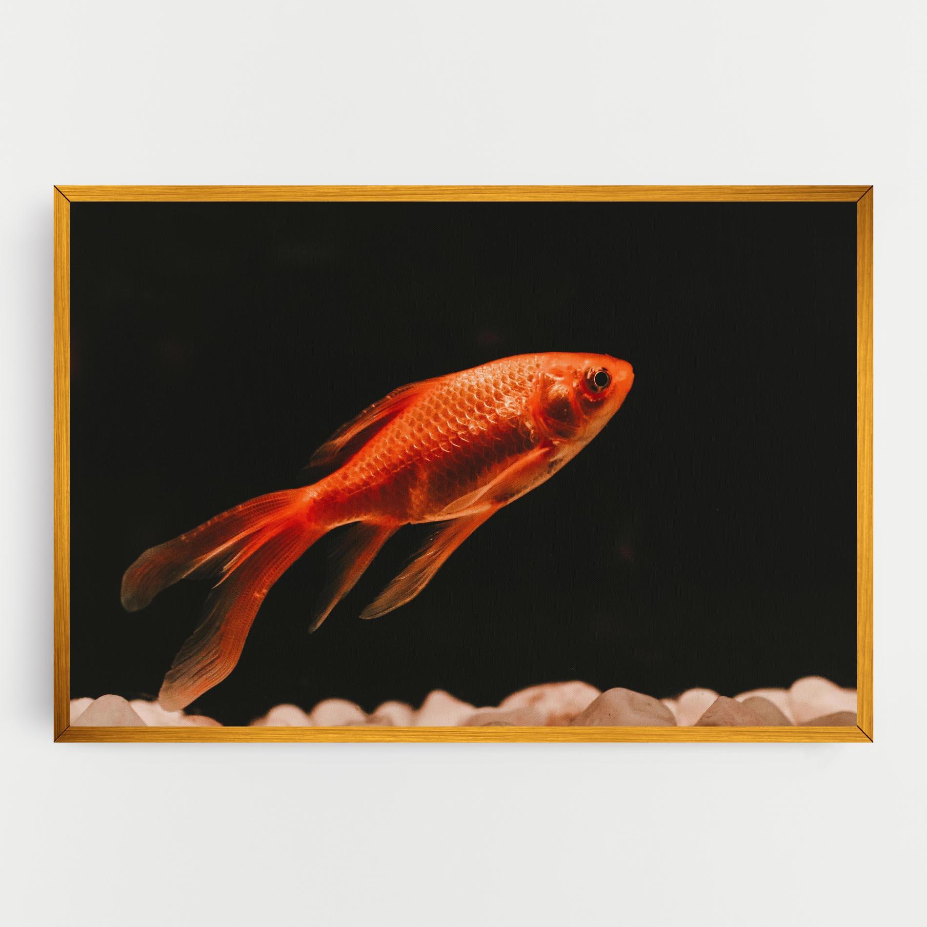 Vászonkép Small Orange Fish mockup 0