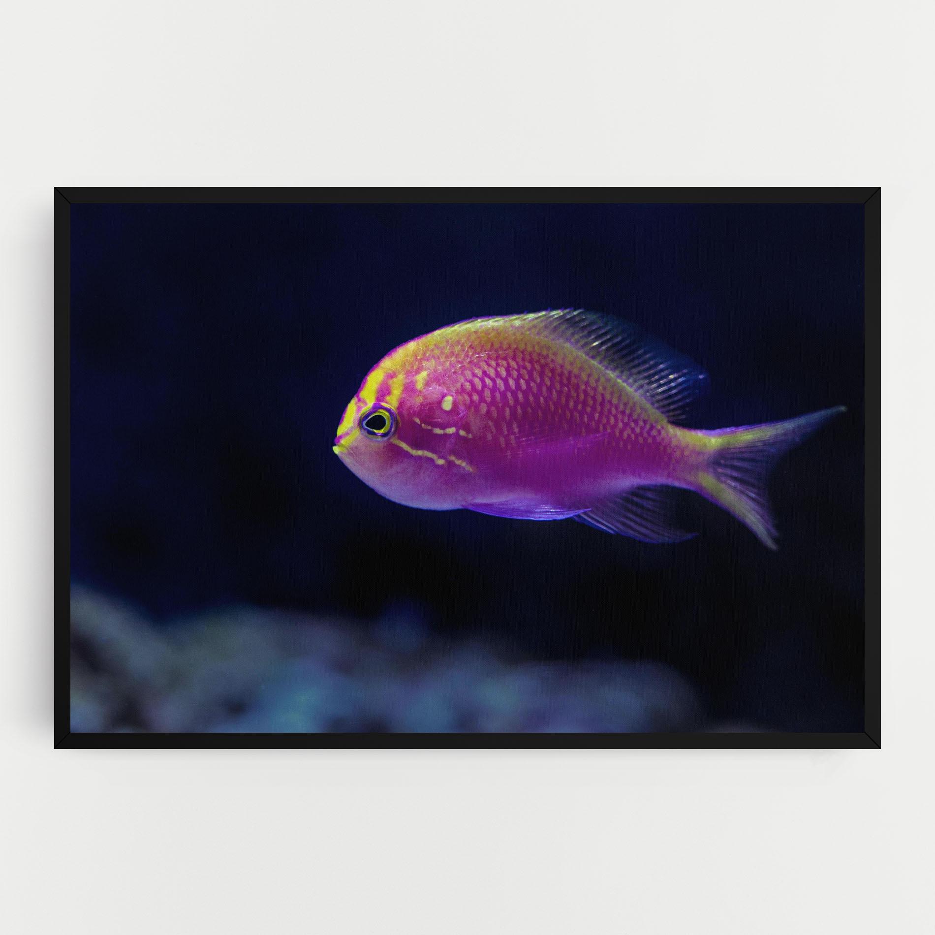 Vászonkép Angry Pink Fish mockup 0