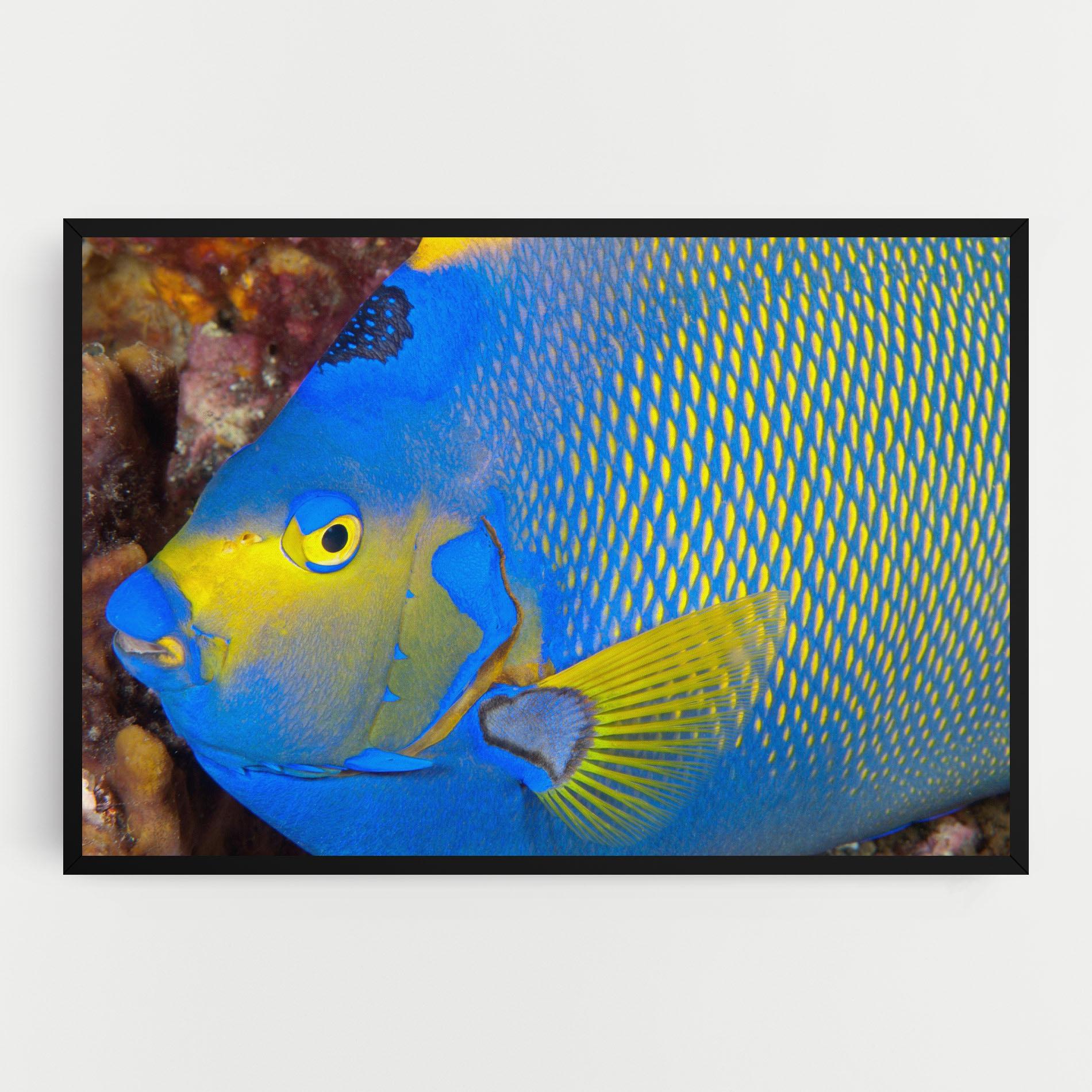 Vászonkép Blue Yellow Fish mockup 0