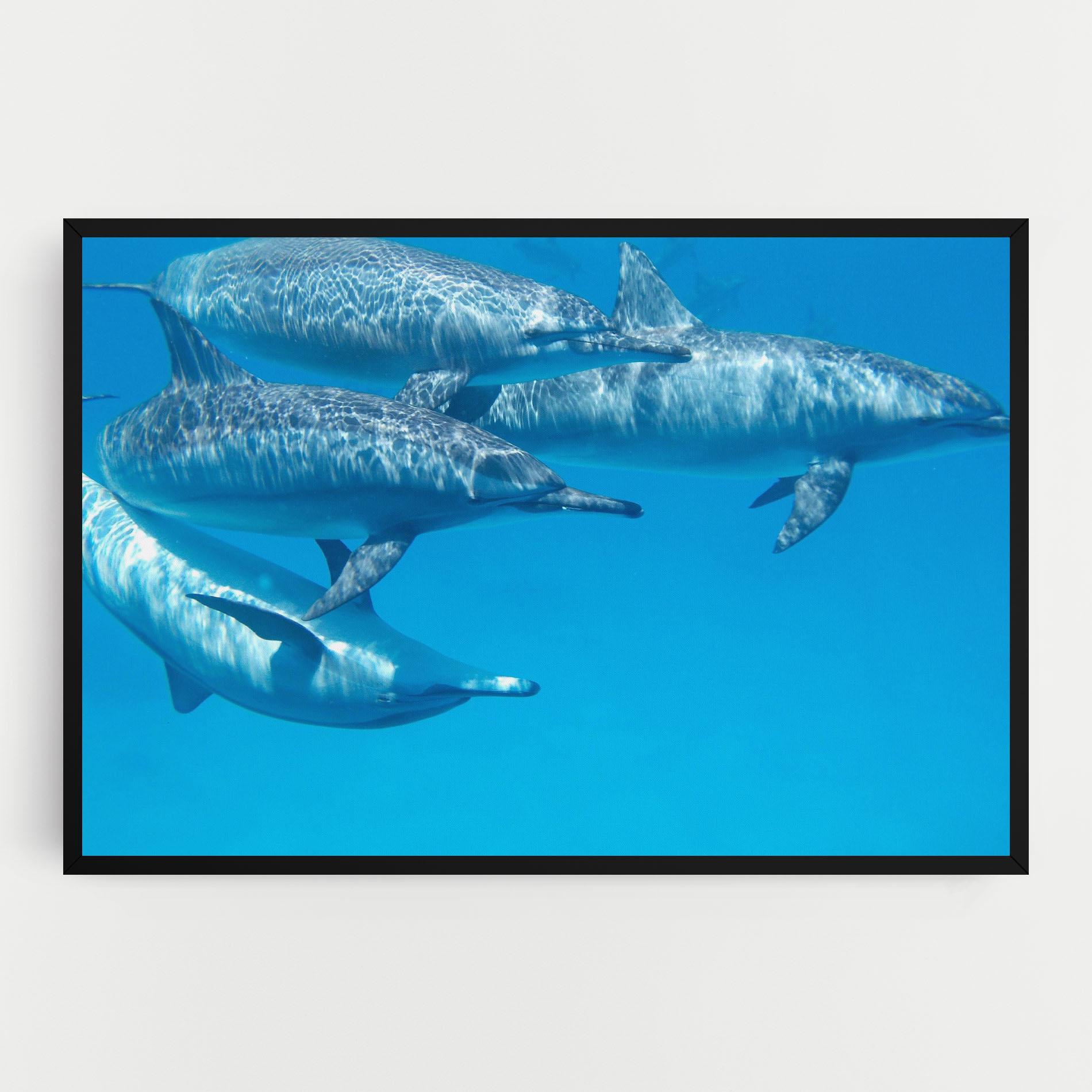 Vászonkép Family Of Dolphins mockup 0