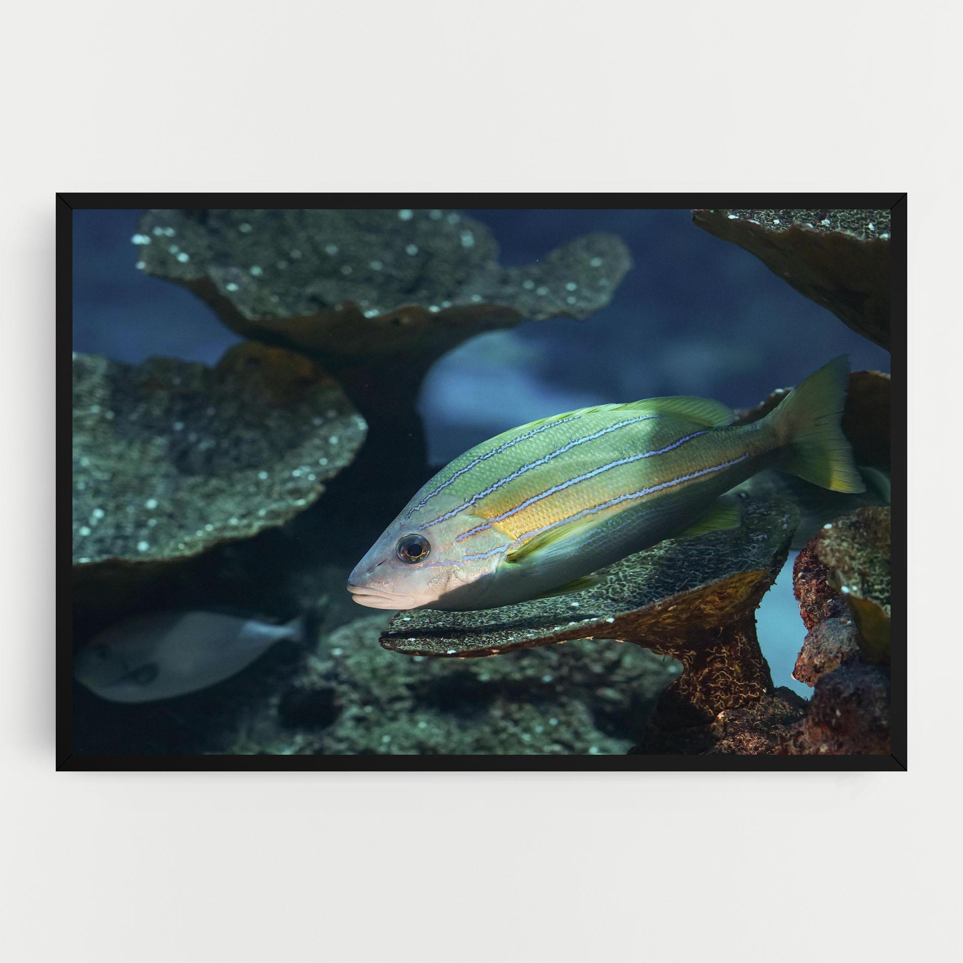 Vászonkép Green Gold Fish mockup 0