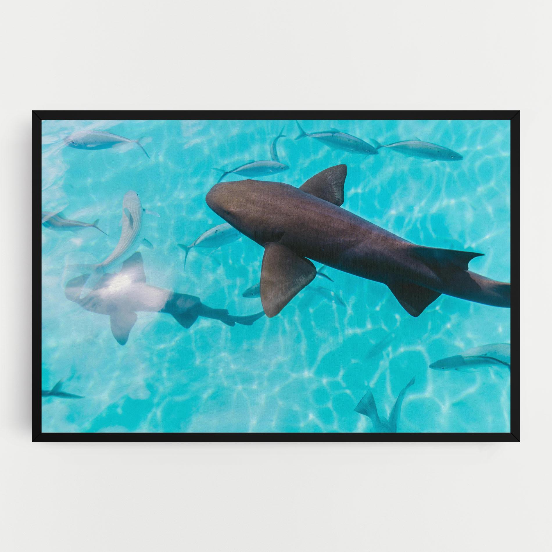Vászonkép Pretty Shark mockup 0