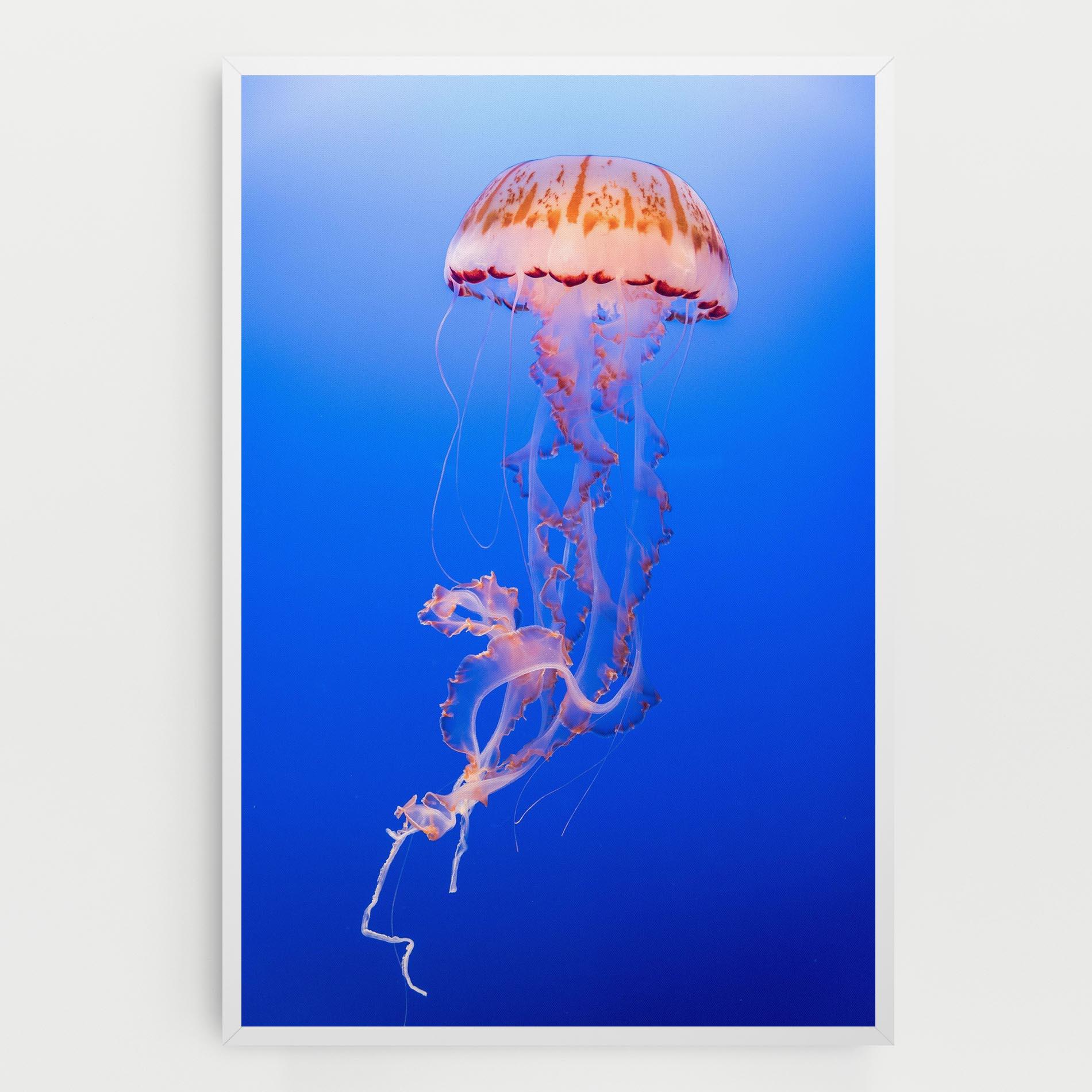 Vászonkép Pretty White Jellyfish mockup 0